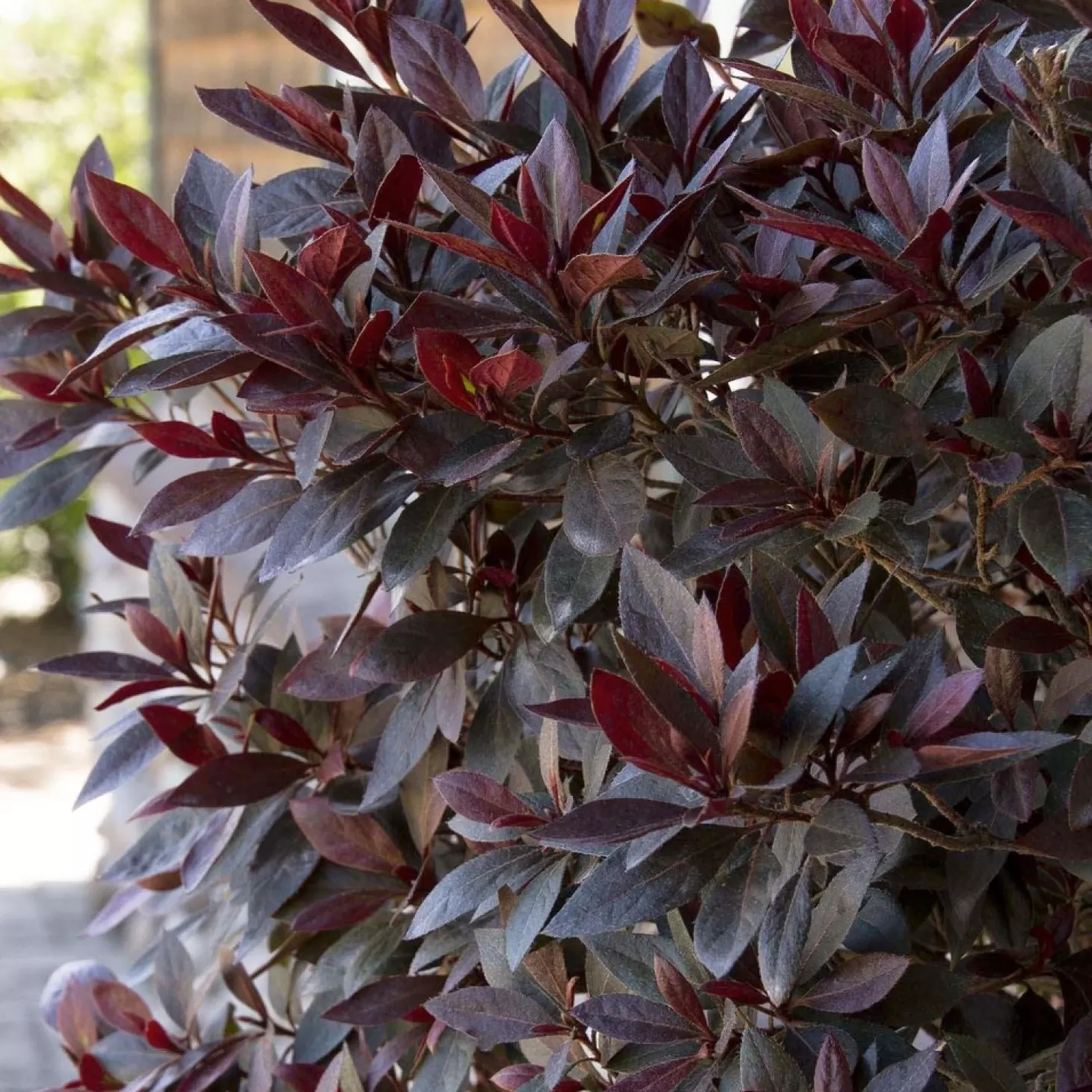 Landscape Plants>Roger's Gardens Azalea 'Little John' - Little John Azalea - 1 Gallon