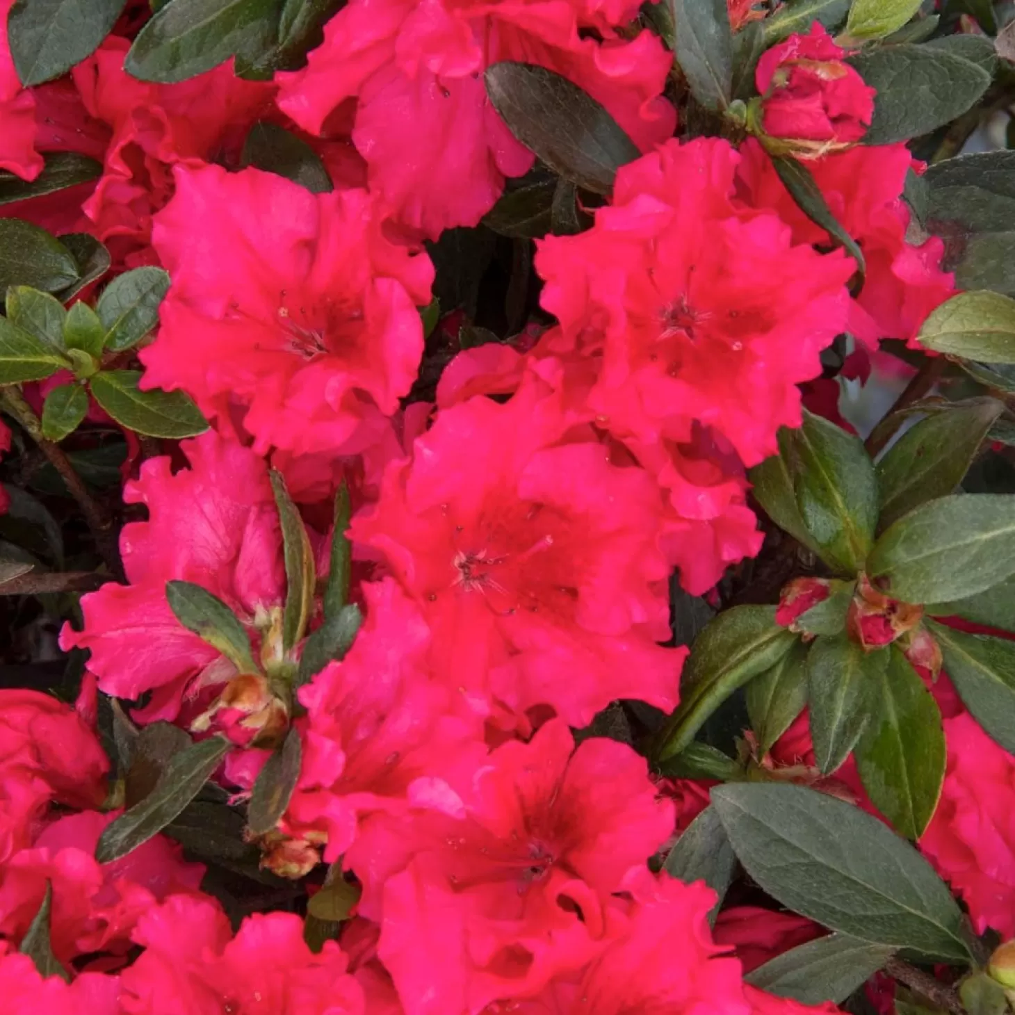 Landscape Plants>Roger's Gardens Azalea 'Red Ruffles' - Red Ruffles Azalea - 2 Gallon