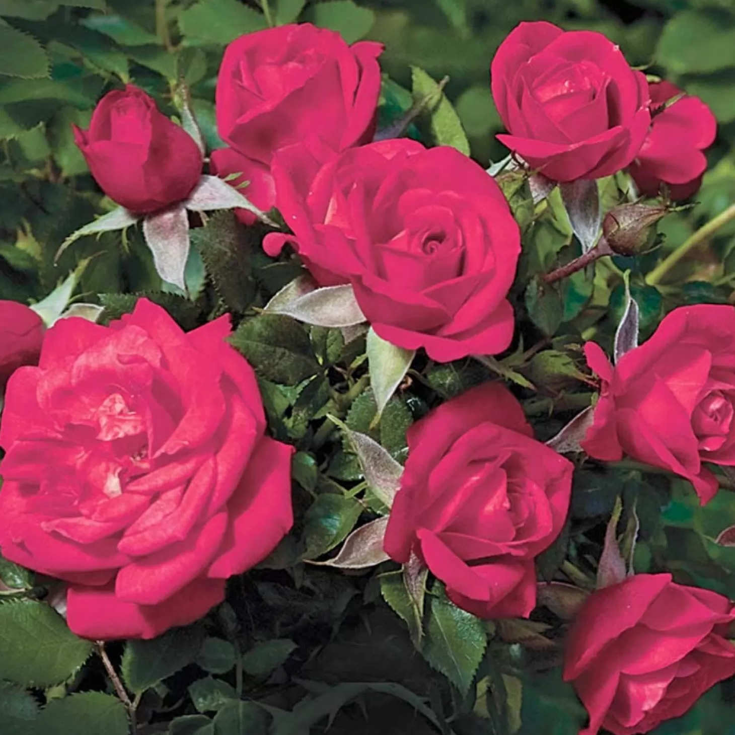 Roses>Roger's Gardens Be My Baby - 24" Tree - 5 Gallon