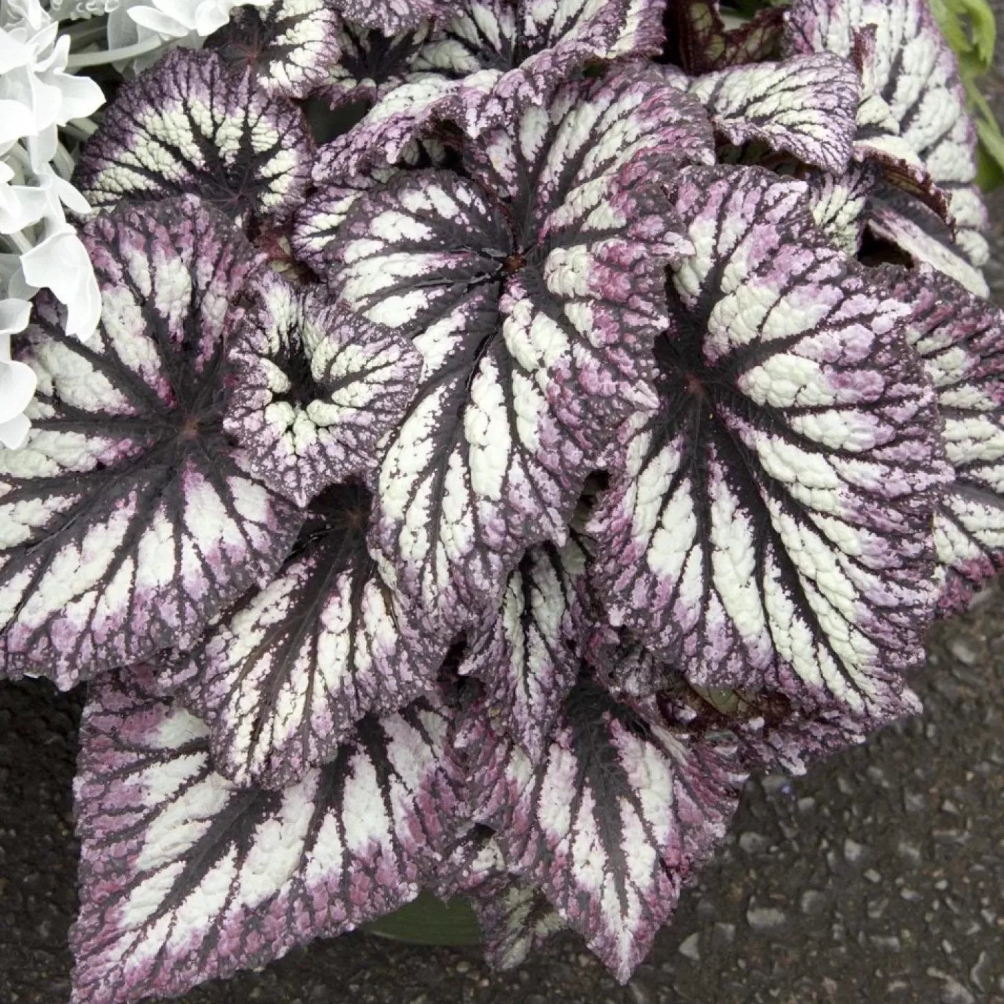 Landscape Plants>Roger's Gardens Begonia 'Fireworks' - Fireworks Rex Begonia - 2 Gallon