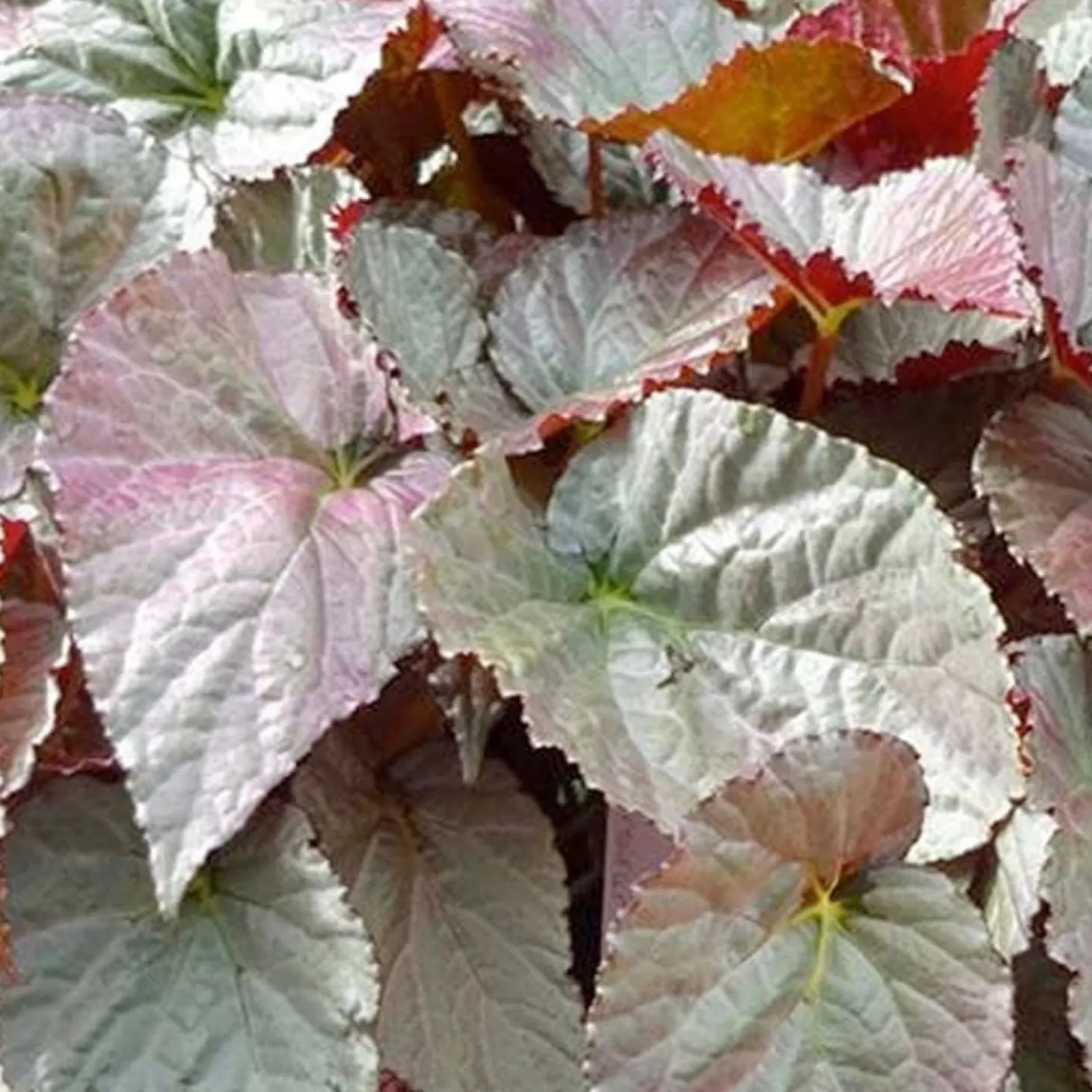 Landscape Plants>Roger's Gardens Begonia 'silver Treasure'™ - Silver Treasure Begonia - 2 Gallon