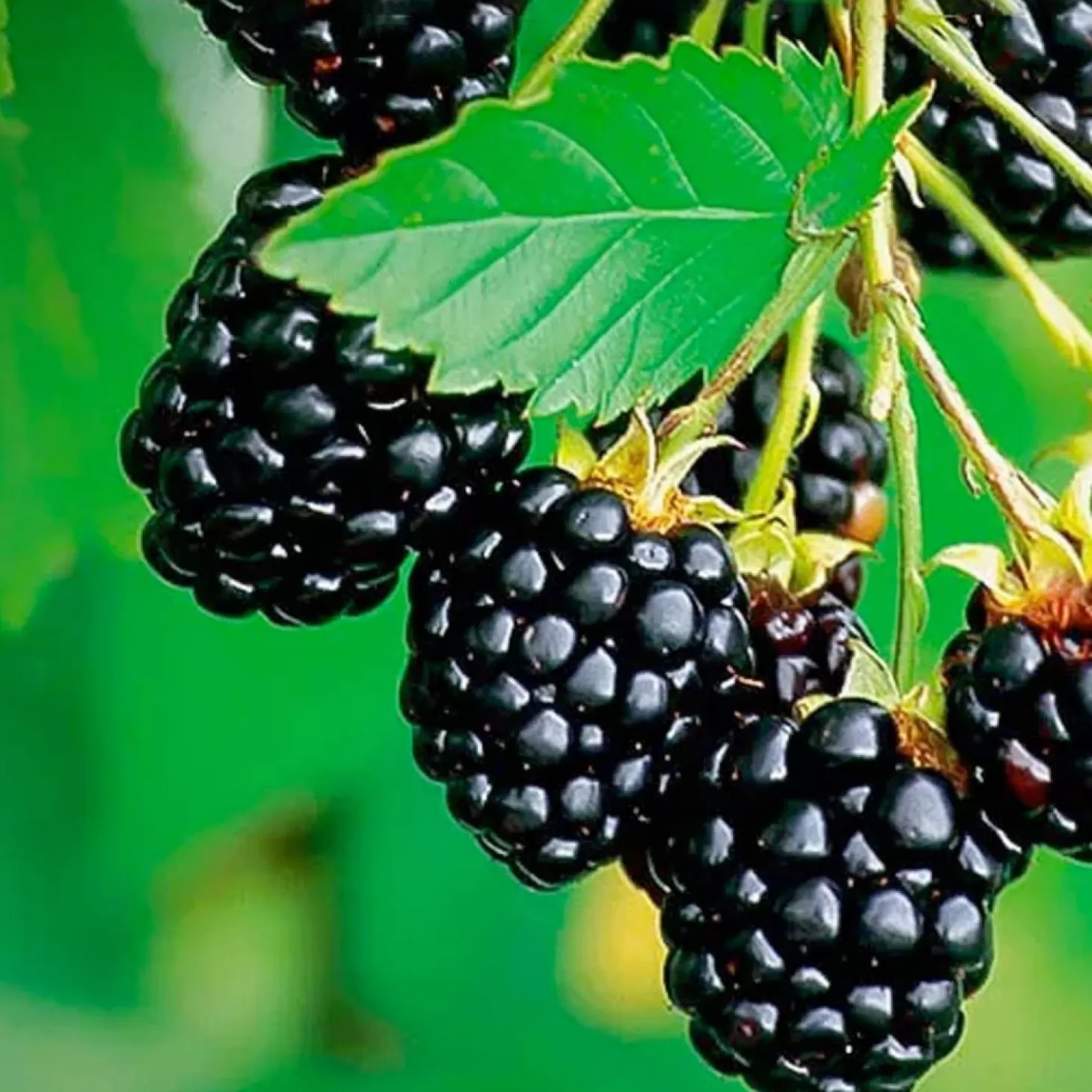 Fruit Trees>Roger's Gardens Berry Blackberry 'Navaho' (Thornless) - #2 Gallon