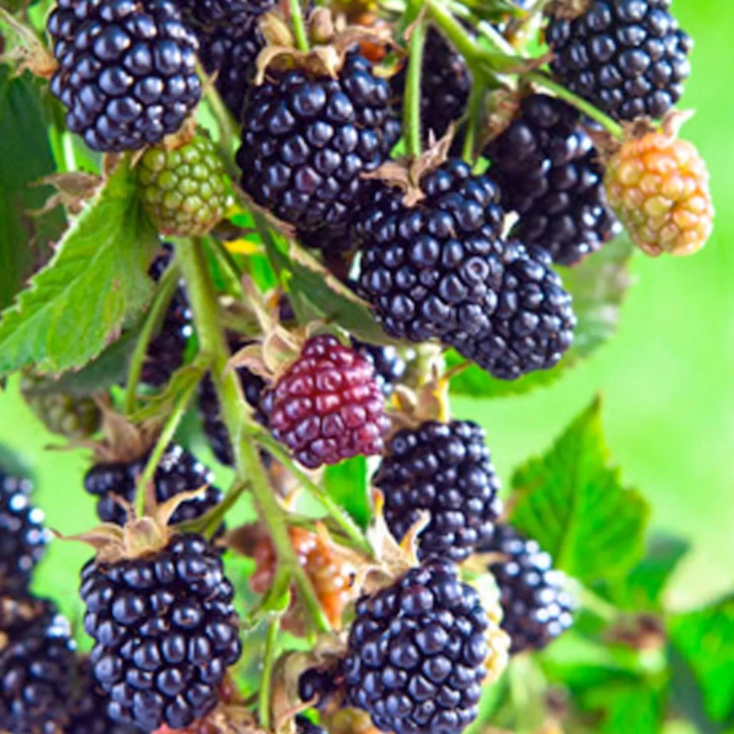 Fruit Trees>Roger's Gardens Berry Blackberry 'Olallie' - #2 Gallon