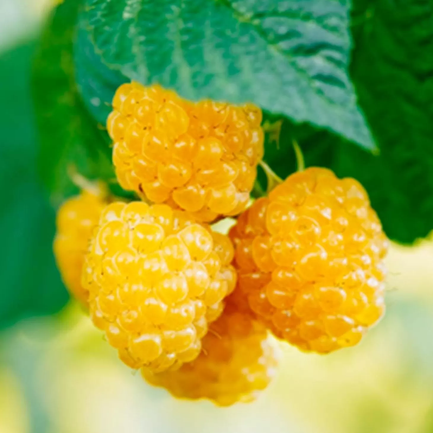 Fruit Trees>Roger's Gardens Berry Raspberry Amber 'Anne' - #2 Gallon