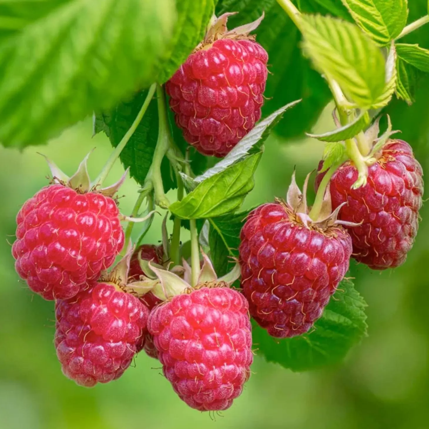 Fruit Trees>Roger's Gardens Berry Raspberry Red 'Amity' - #2 Gallon