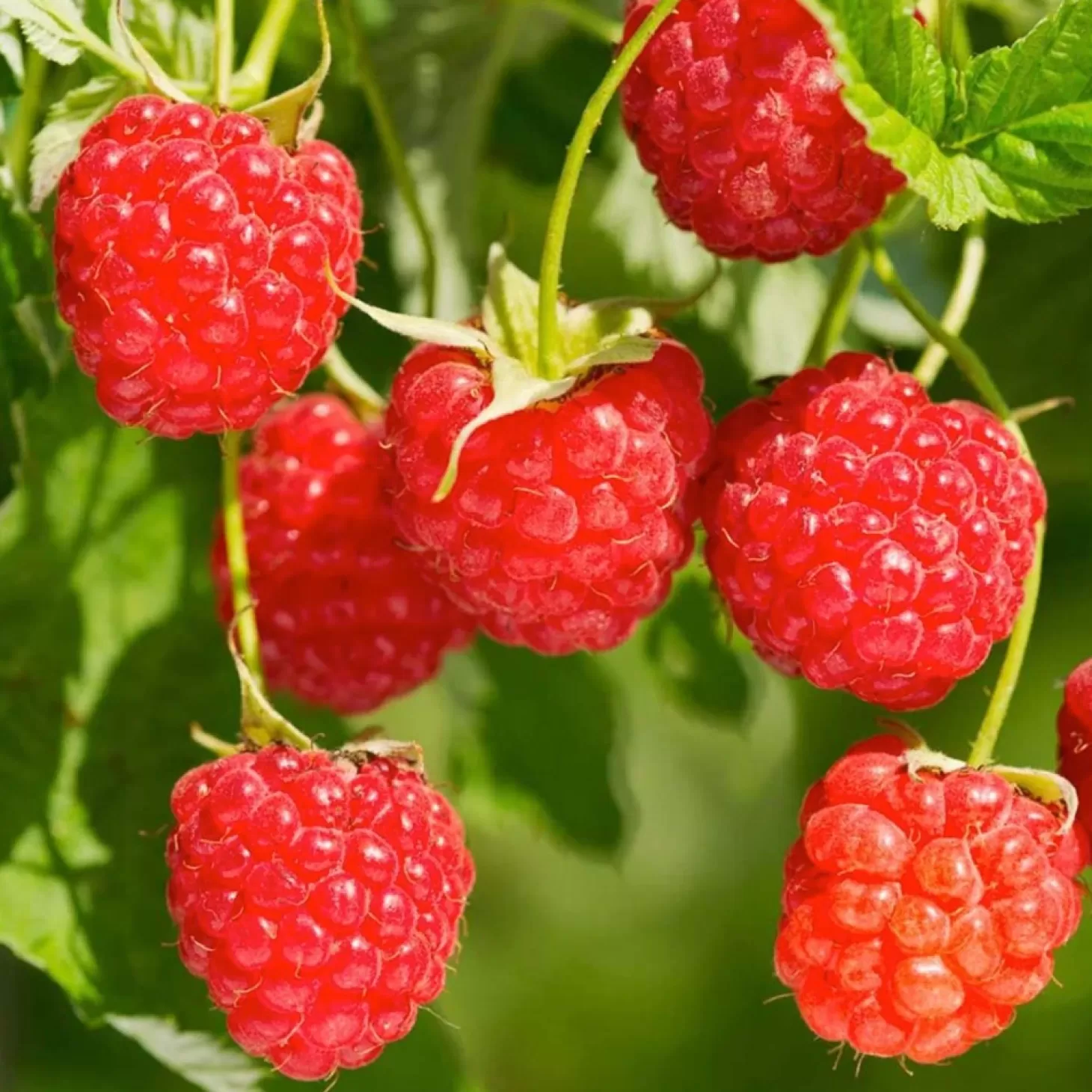 Fruit Trees>Roger's Gardens Berry Raspberry Red 'Red Heritage' - #2 Gallon