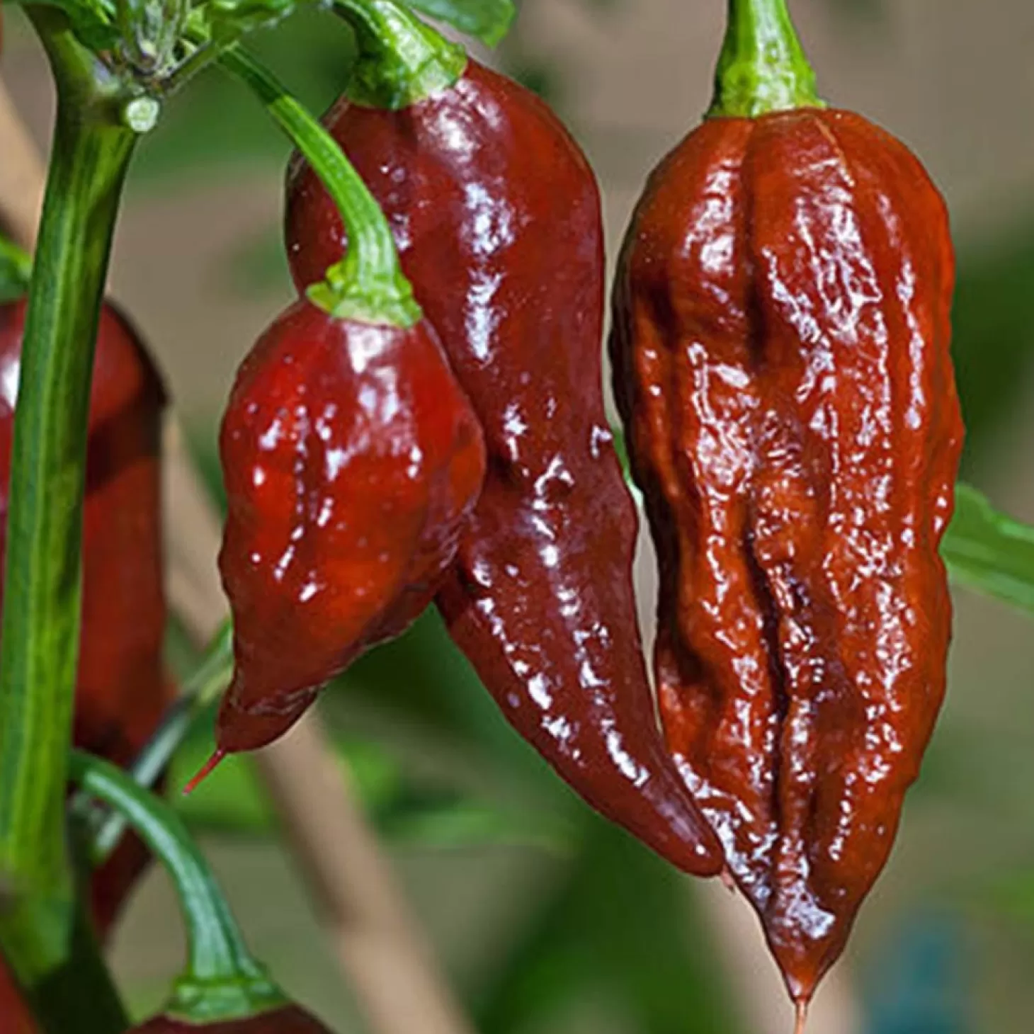 Peppers>Roger's Gardens Bhut Jolokia (Ghost) Chocolate - 4" Pot