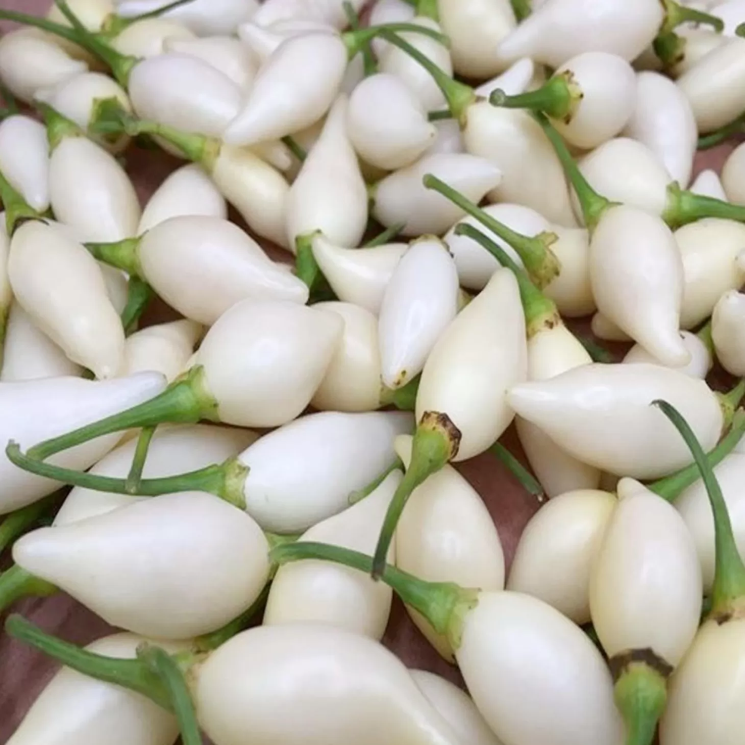 Peppers>Roger's Gardens Biquinho White - 4" Pot