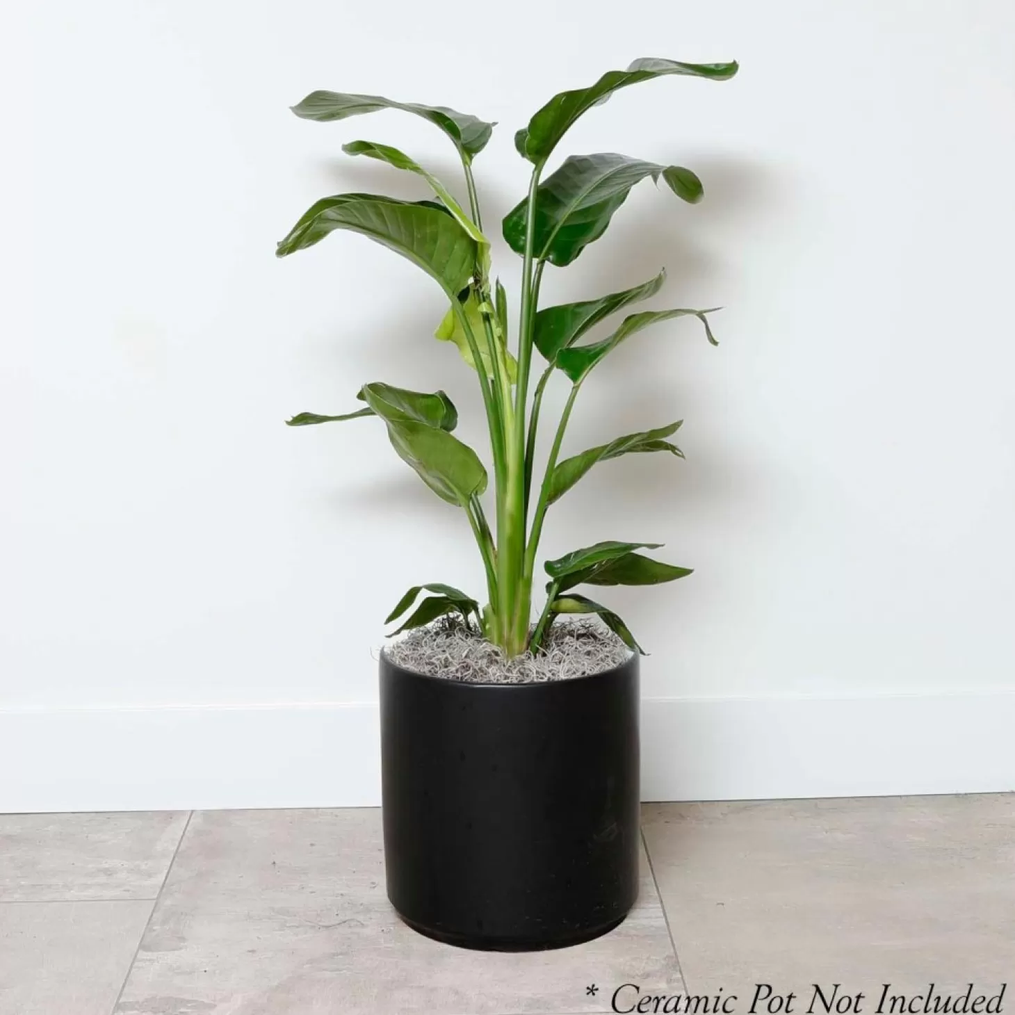 Indoor Plants>Roger's Gardens Bird Of Paradise - Strelitzia Nicolai - 10In