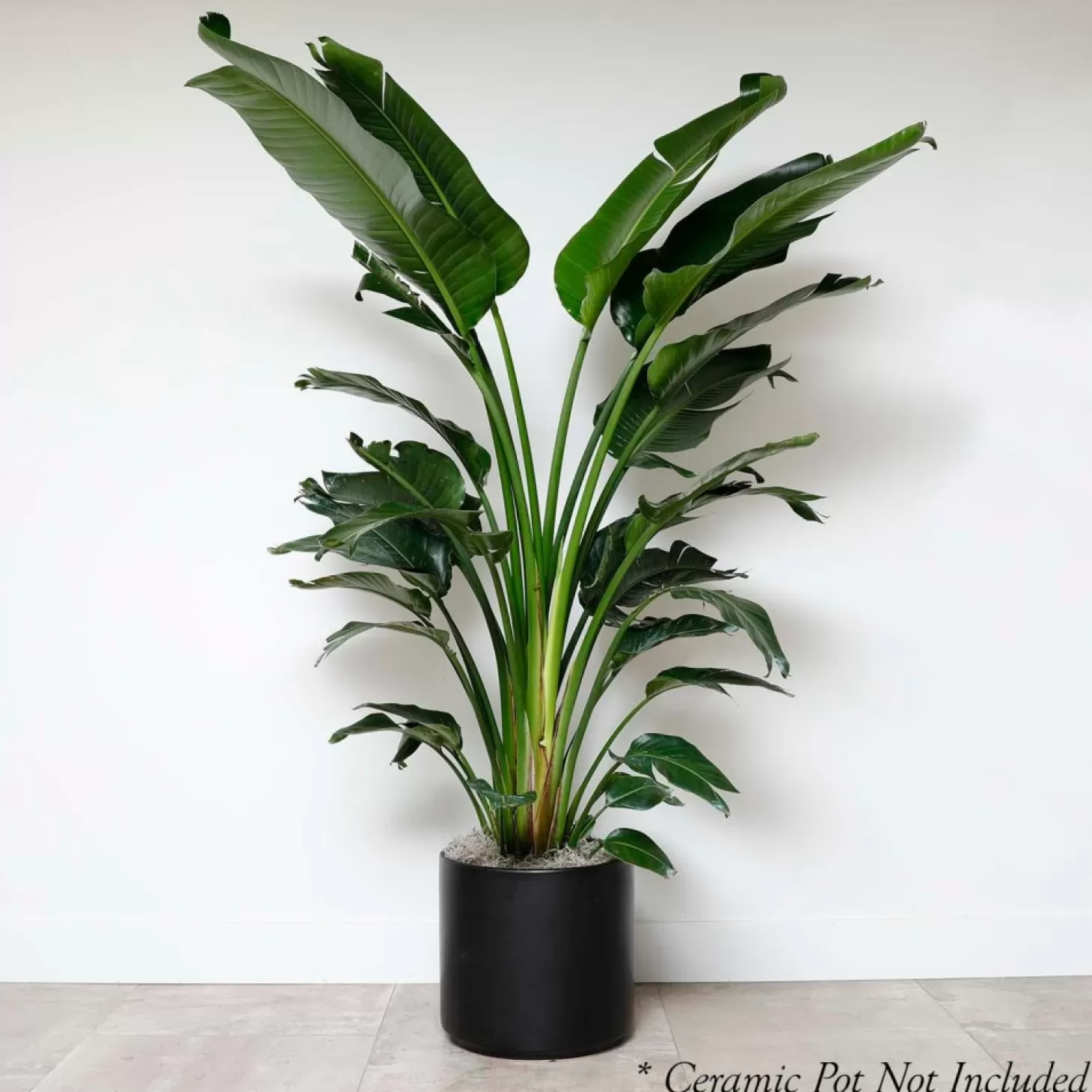 Indoor Plants>Roger's Gardens Bird Of Paradise - Strelitzia Nicolai - 14In