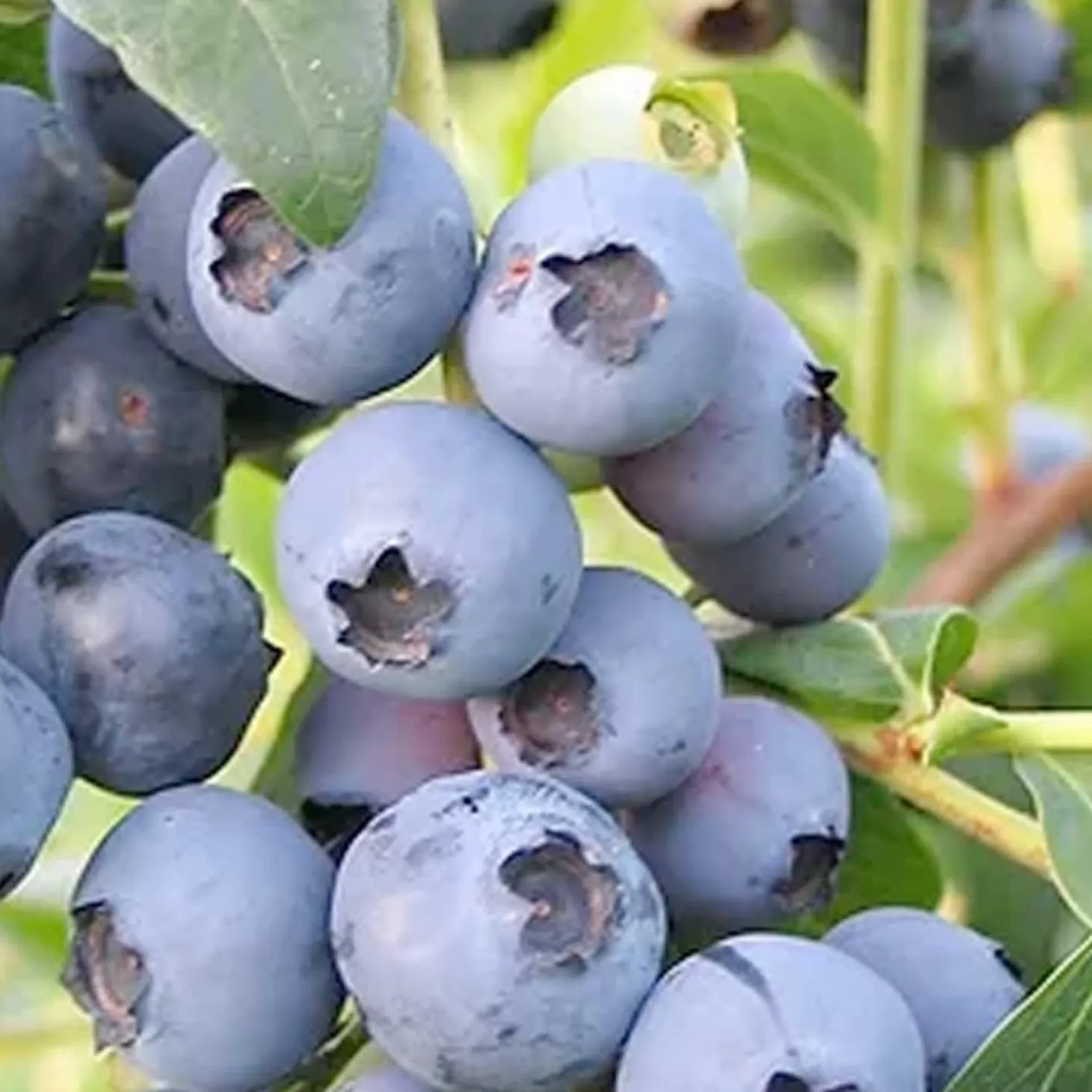 Fruit Trees>Roger's Gardens Blueberry 'Biloxi' - #15 Gallon