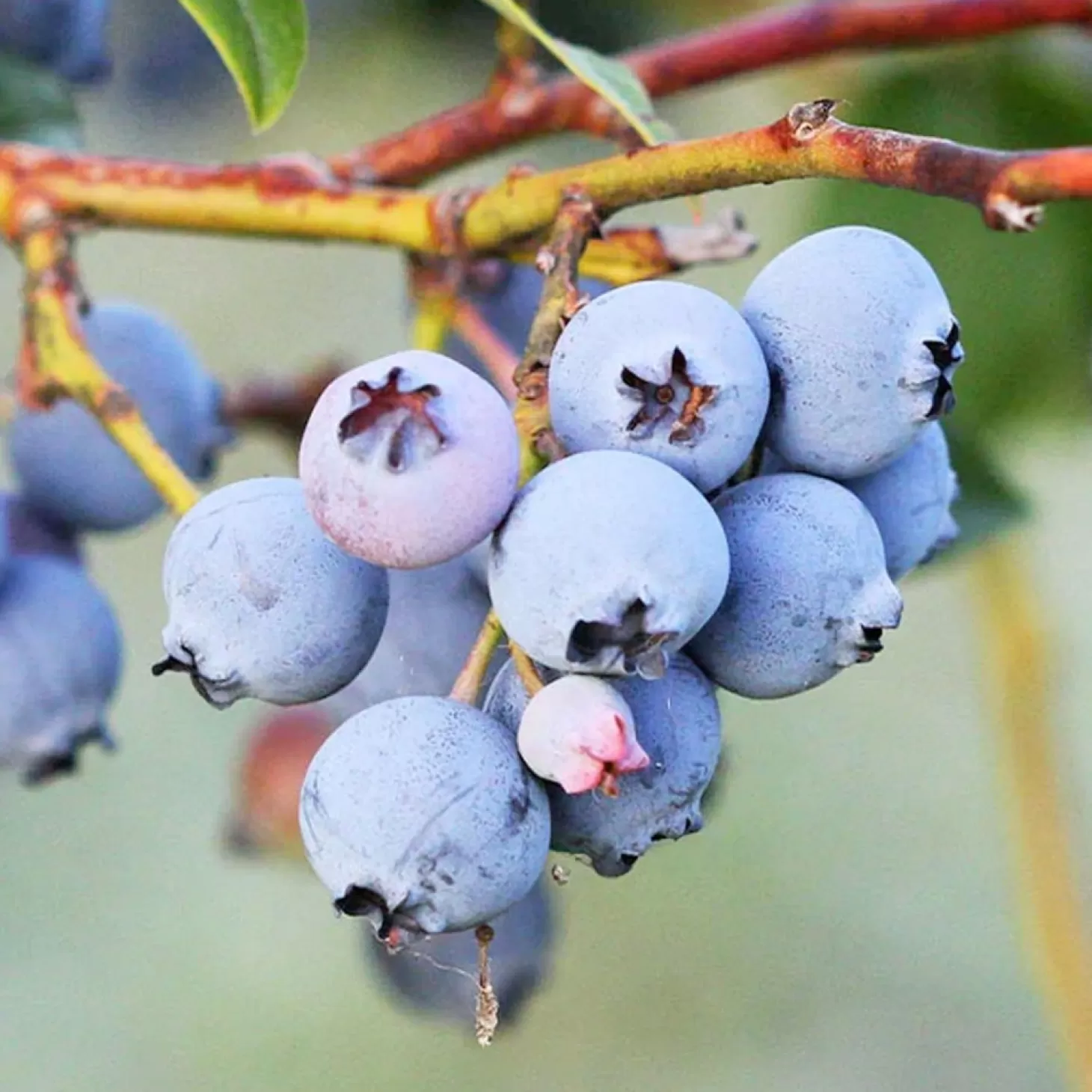 Fruit Trees>Roger's Gardens Blueberry 'Jewel' - #15 Gallon