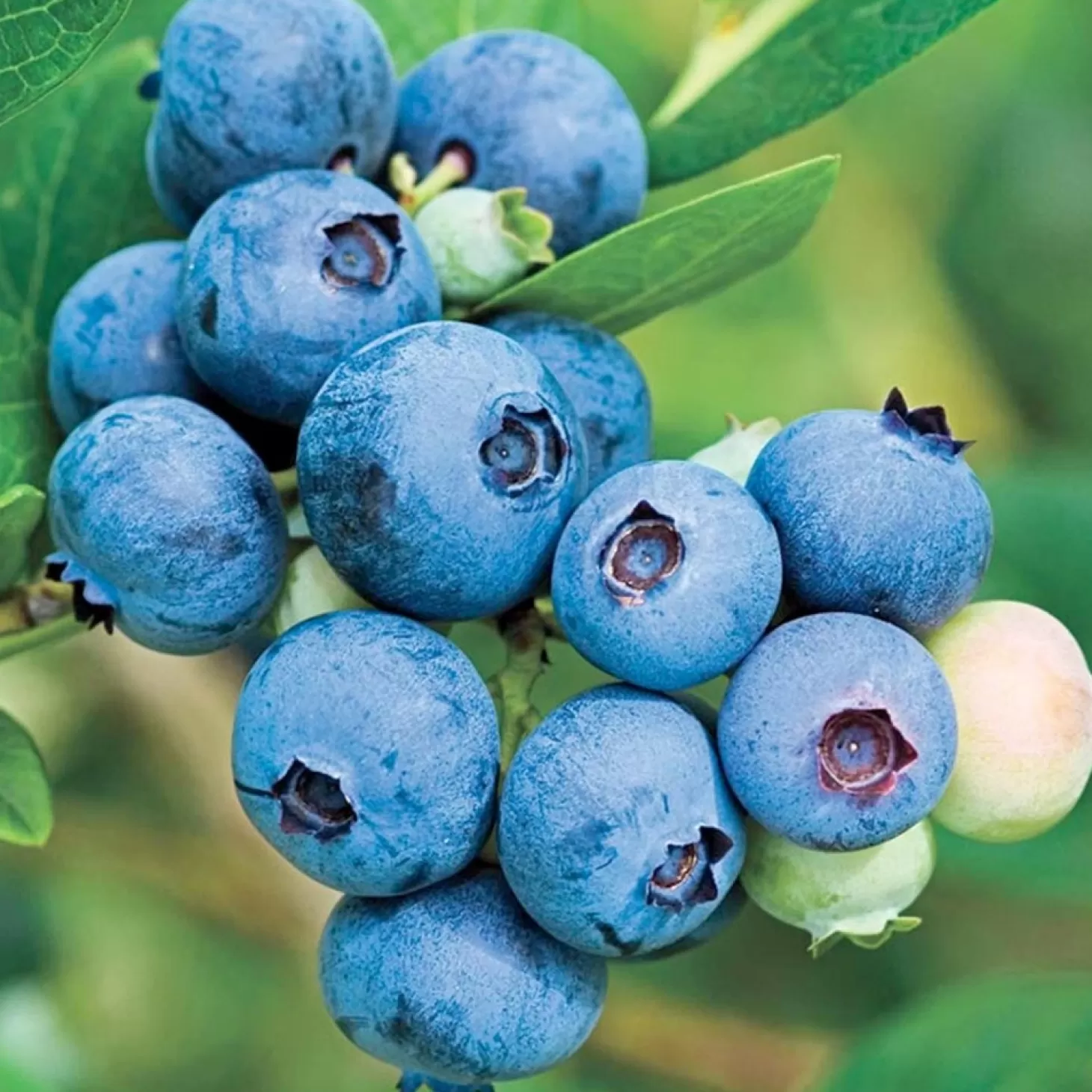 Fruit Trees>Roger's Gardens Blueberry 'Jubilee' - #15 Gallon