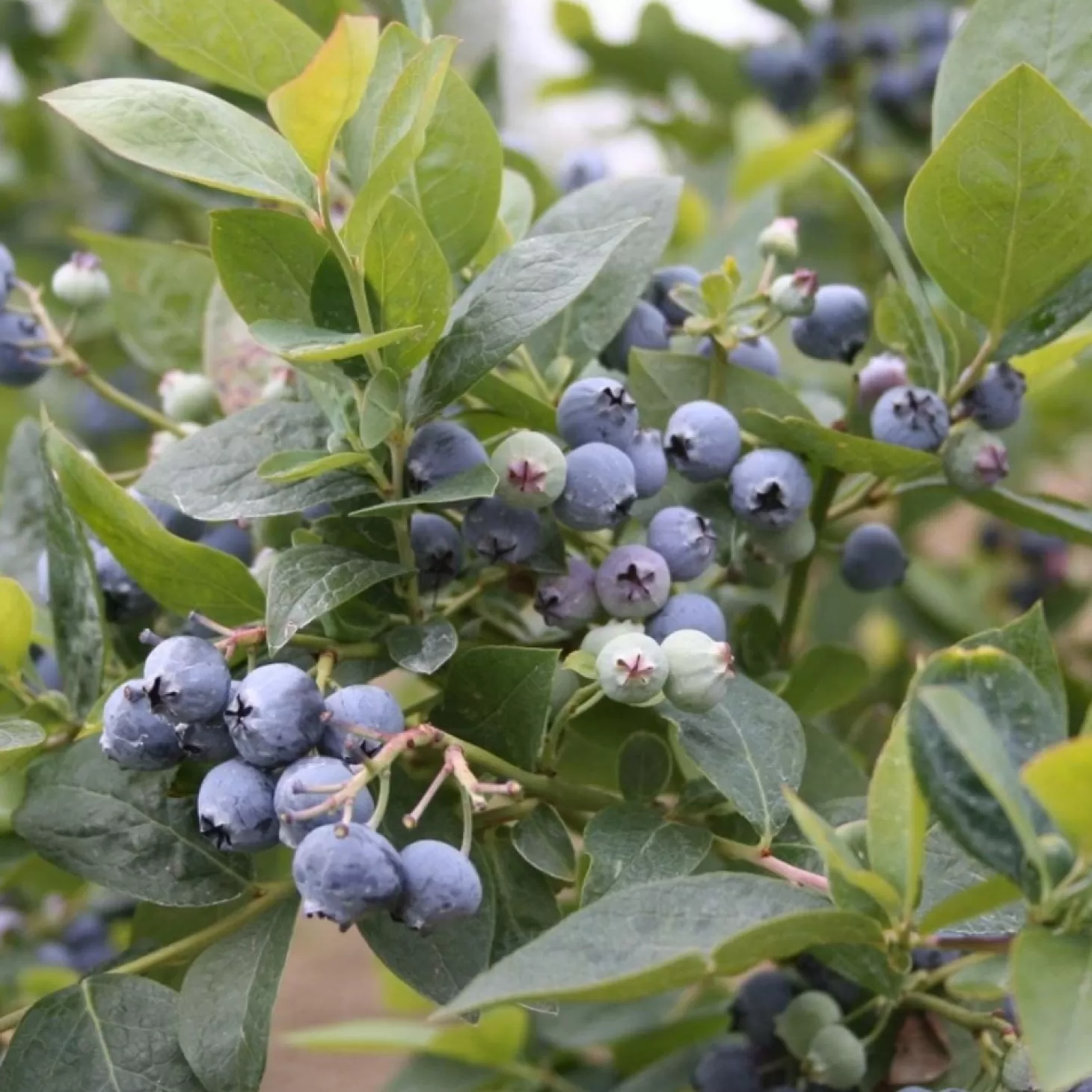 Fruit Trees>Roger's Gardens Blueberry 'Jubilee Midseason' - #2 Gallon