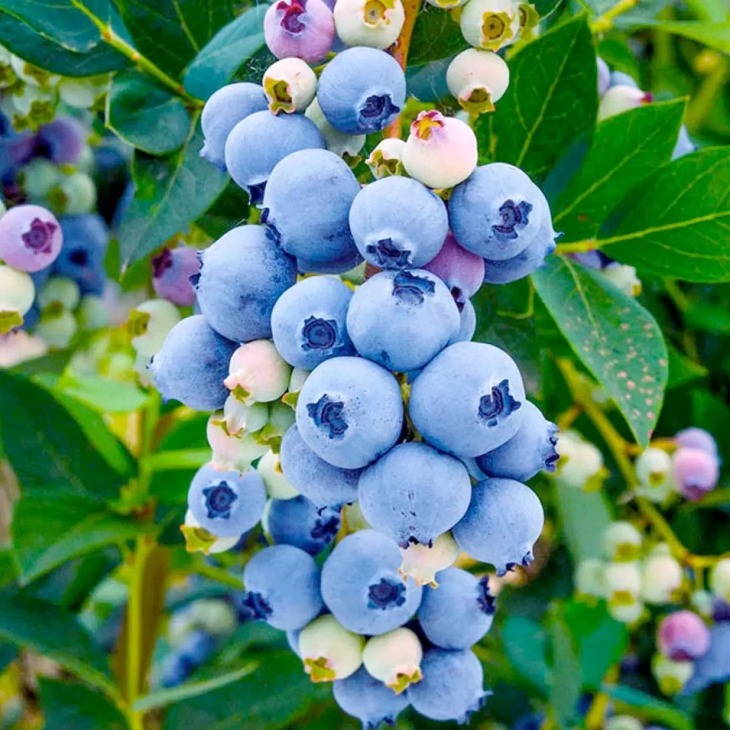 Fruit Trees>Roger's Gardens Blueberry 'Misty' - #15 Gallon