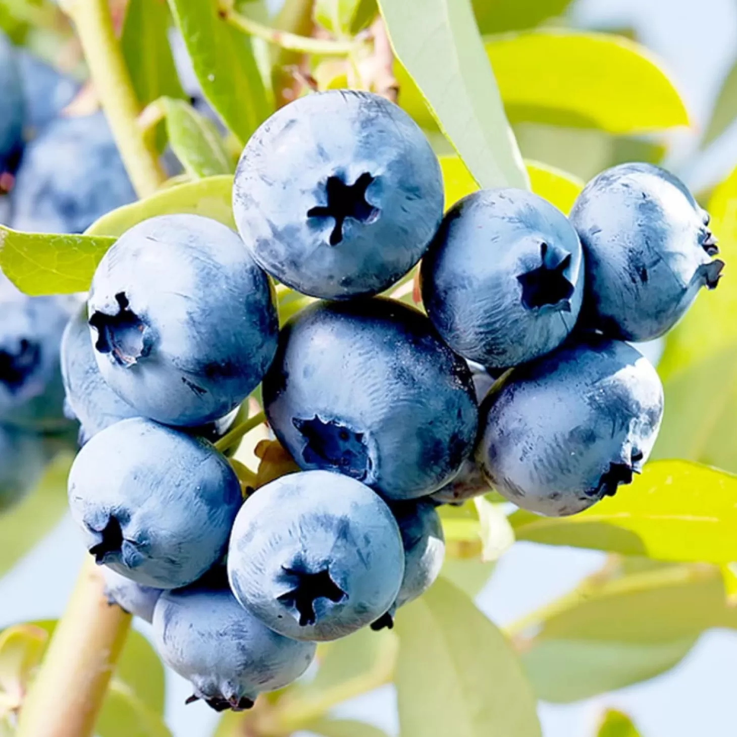 Fruit Trees>Roger's Gardens Blueberry 'O Neal' - #15 Gallon