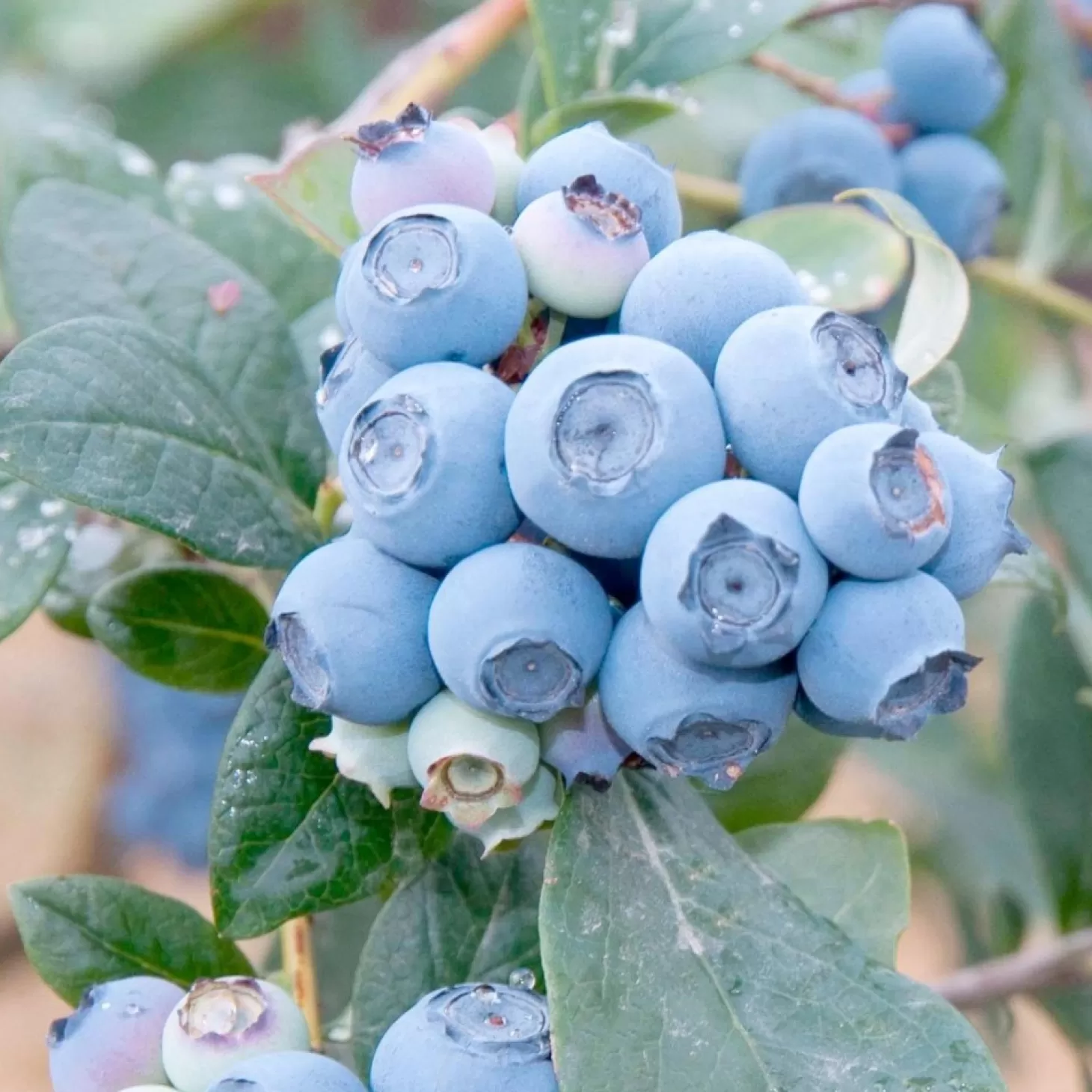 Fruit Trees>Roger's Gardens Blueberry 'Reveille' - #2 Gallon