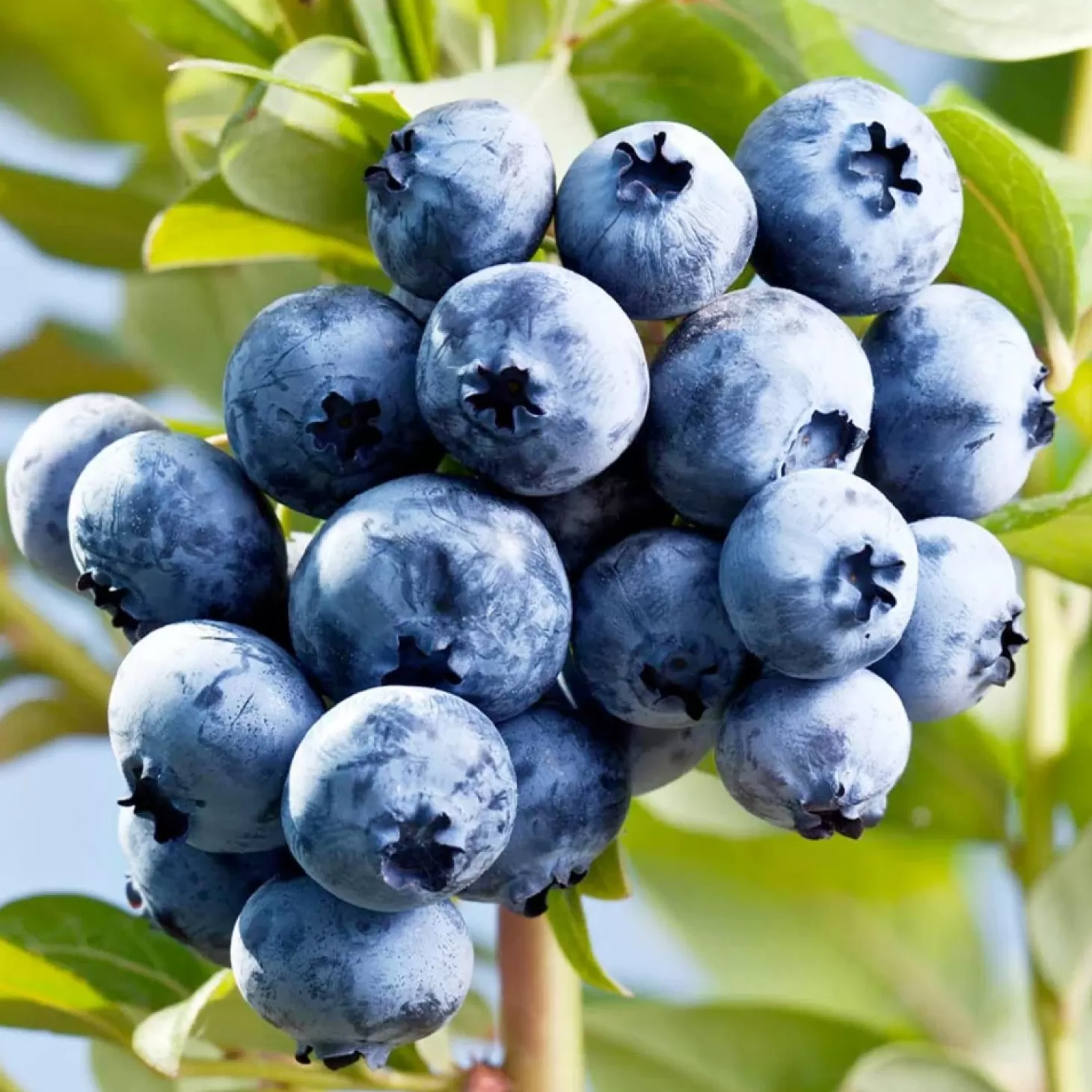 Fruit Trees>Roger's Gardens Blueberry 'sharpblue' - #15 Gallon