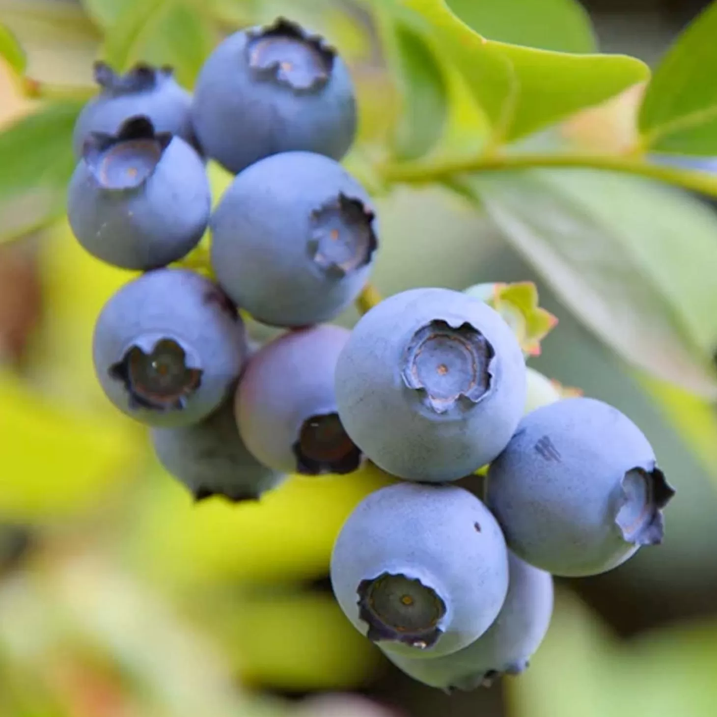 Fruit Trees>Roger's Gardens Blueberry 'star' - #15 Gallon