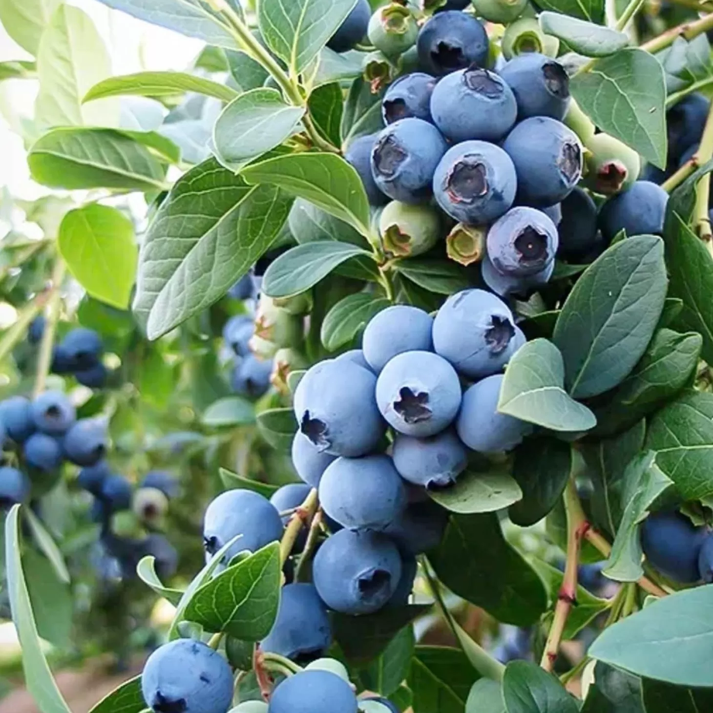 Fruit Trees>Roger's Gardens Blueberry 'sunshine Blue' - #15 Gallon