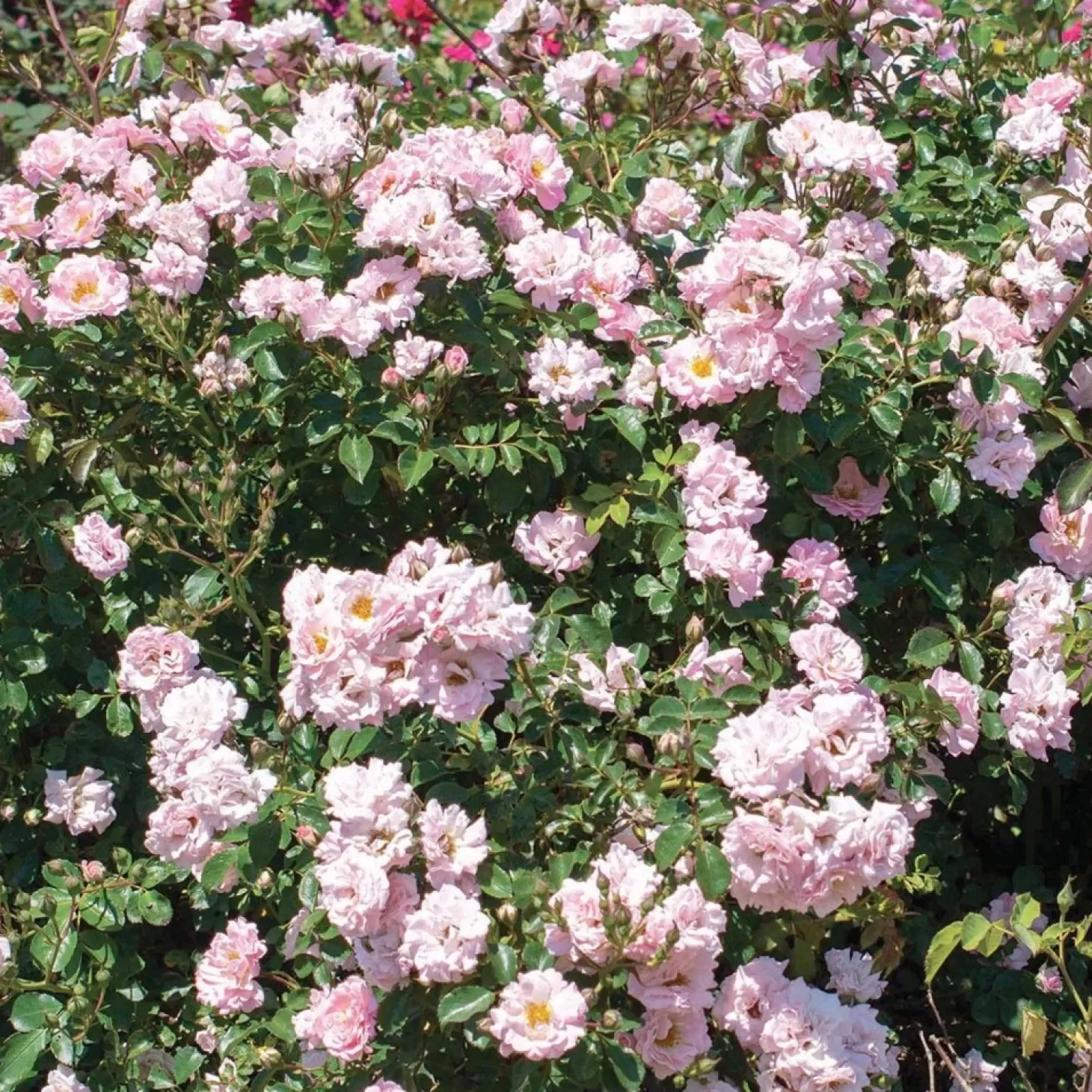 Roses>Roger's Gardens Blushing Drift - 5 Gallon