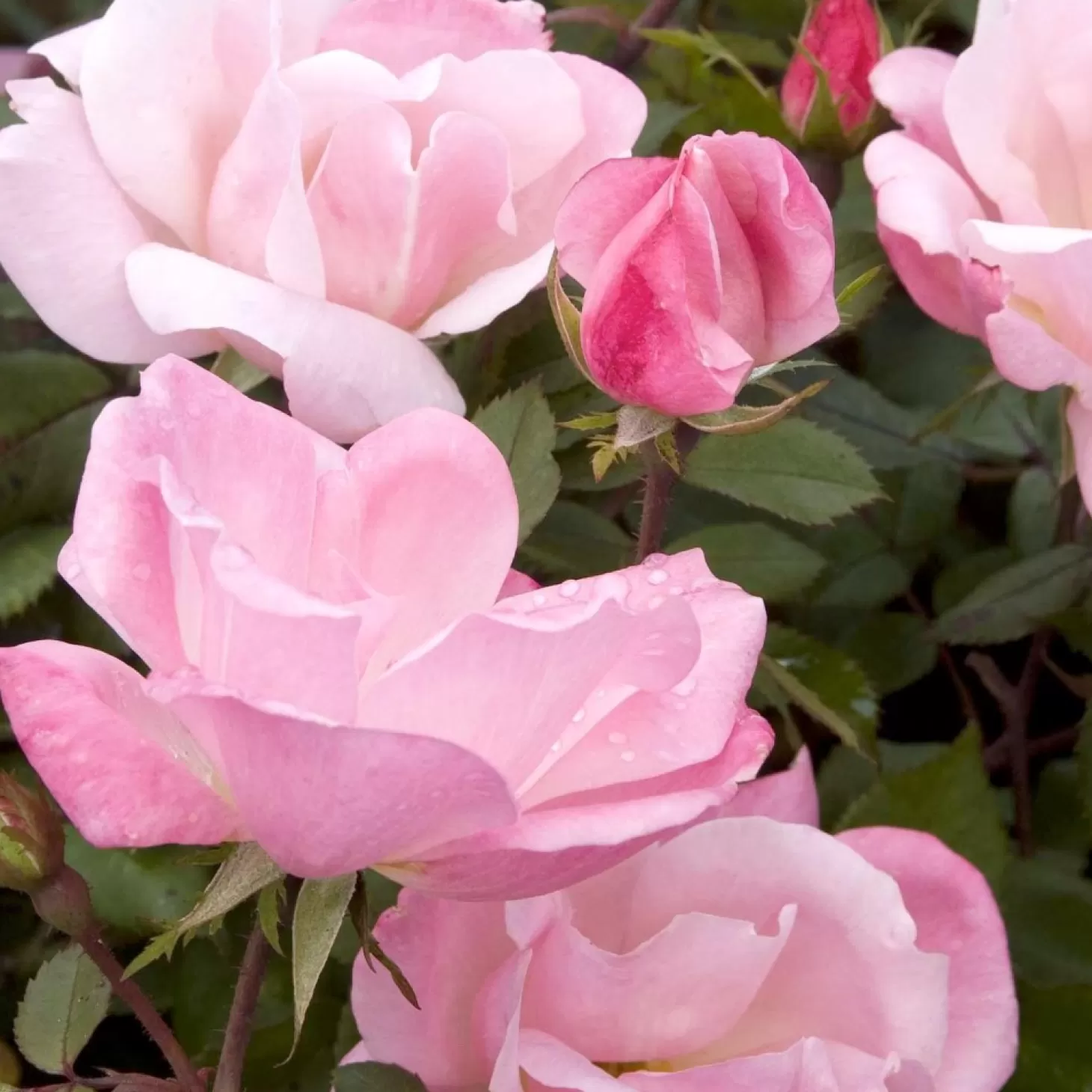 Roses>Roger's Gardens Blushing Knock Out - 2 Gallon