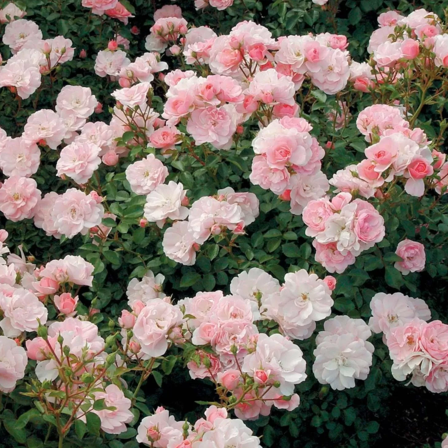 Roses>Roger's Gardens Bonica - 5 Gallon