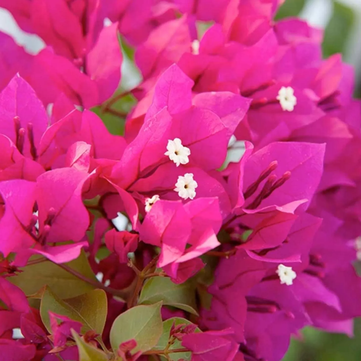 Landscape Plants>Roger's Gardens Bougainvillea 'Barbara Karst' - Barbara Karst Bougainvillea - Staked - 5 Gallon