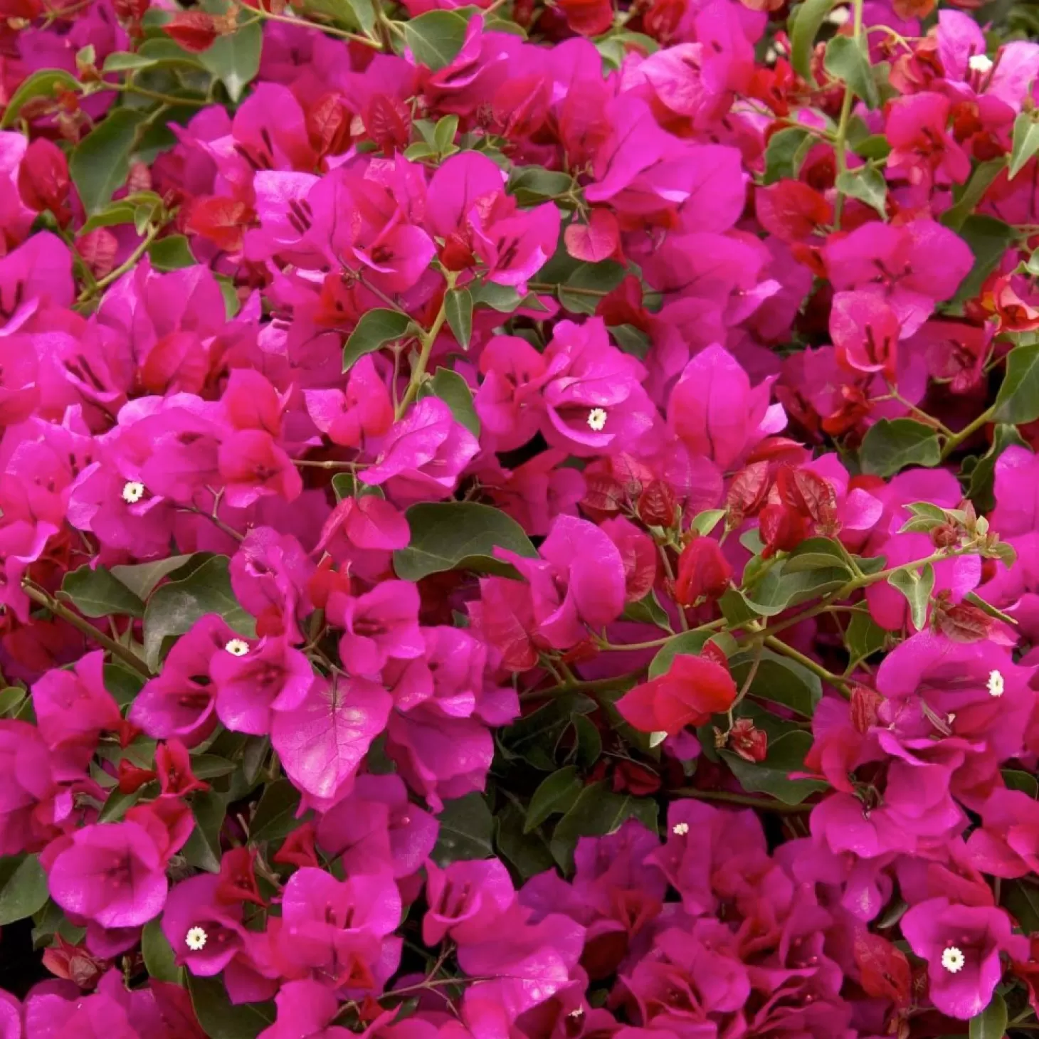 Landscape Plants>Roger's Gardens Bougainvillea 'Oo-La-La'® - Oo-La-La Bougainvillea - 2 Gallon