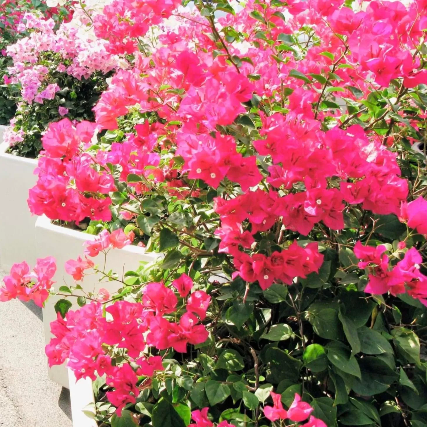 Landscape Plants>Roger's Gardens Bougainvillea 'Pink Surprise' - Pink Surprise Bougainvillea - 1 Gallon