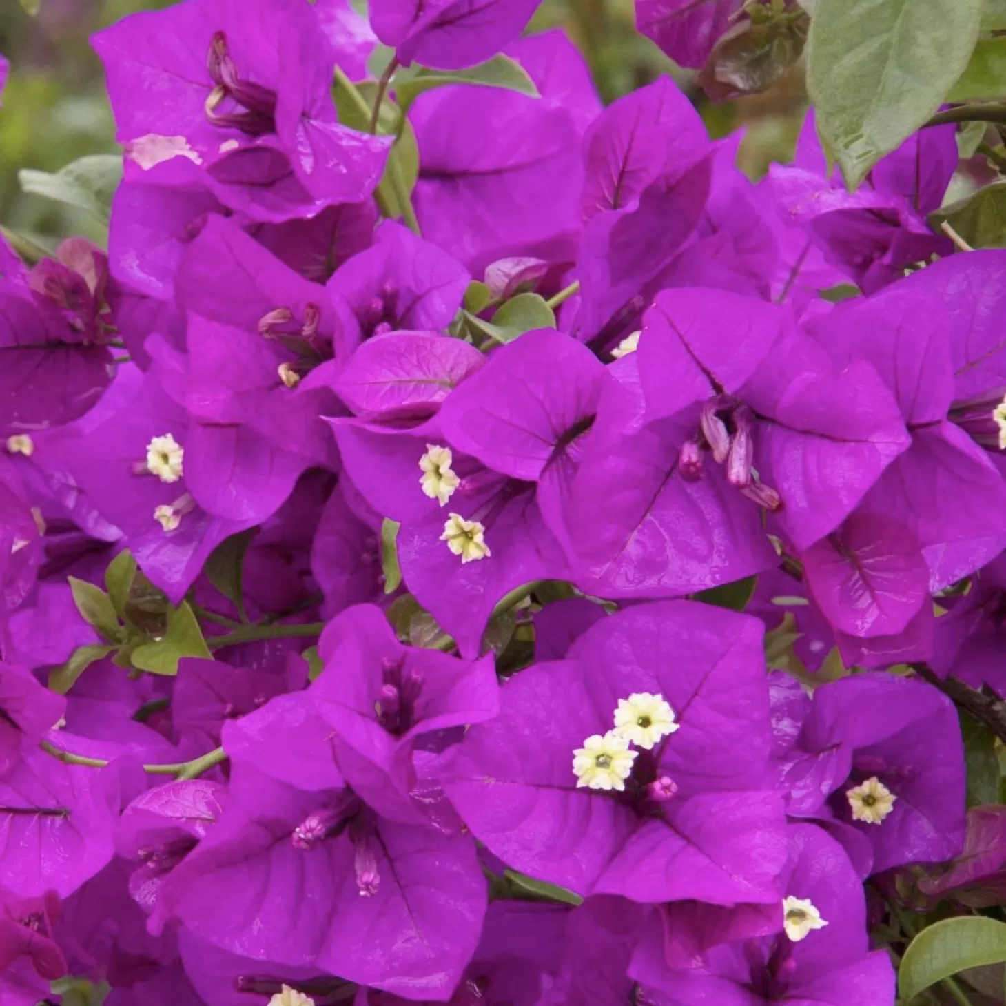 Landscape Plants>Roger's Gardens Bougainvillea 'Purple Queen'® - Purple Queen Bougainvillea - 5 Gallon