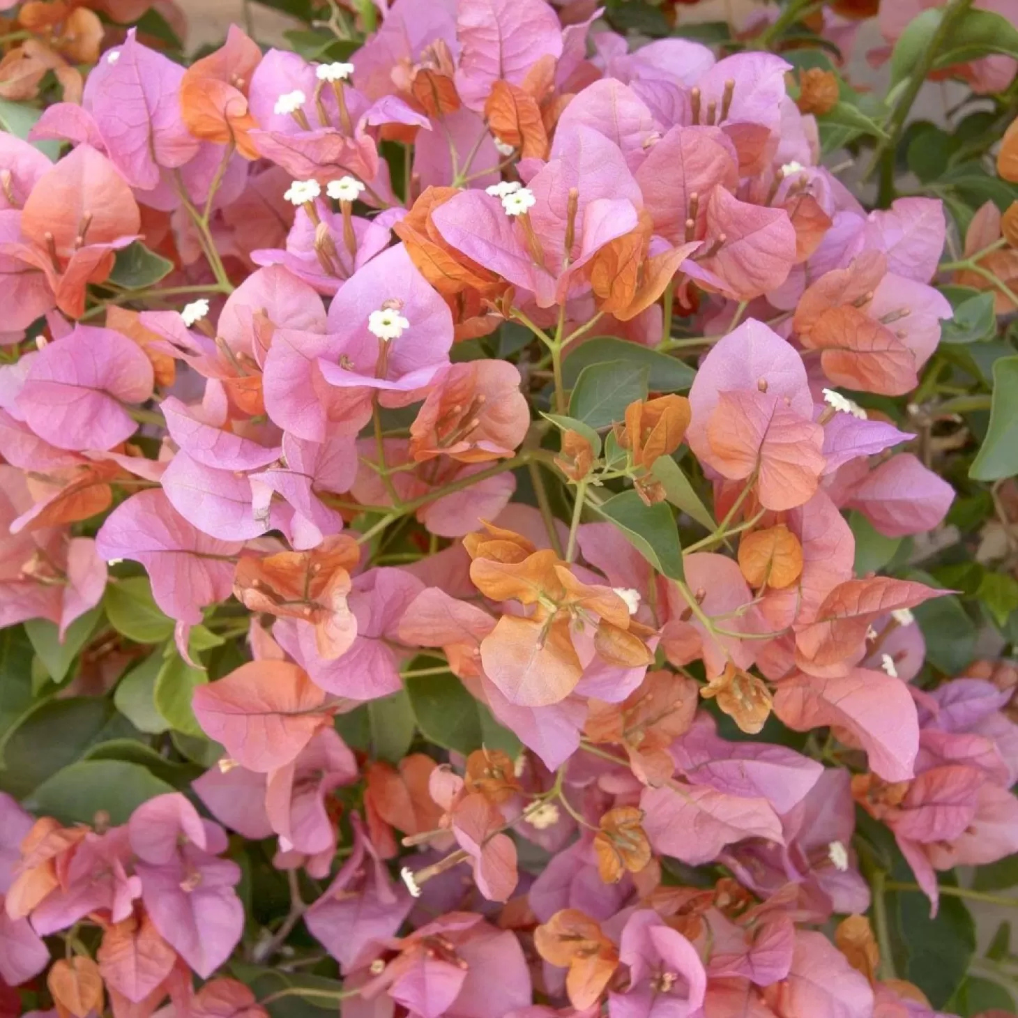 Landscape Plants>Roger's Gardens Bougainvillea 'Rosenka' - Rosenka Bougainvillea - 1 Gallon