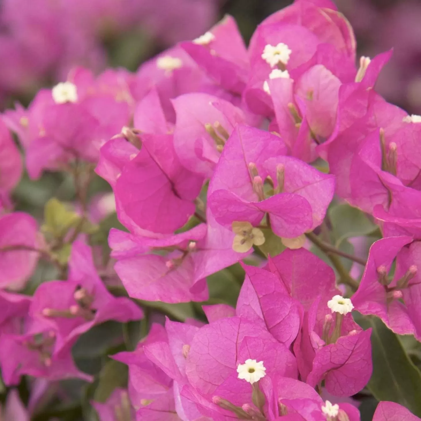 Landscape Plants>Roger's Gardens Bougainvillea 'Texas Dawn'™ - Texas Dawn Bougainvillea - 1 Gallon