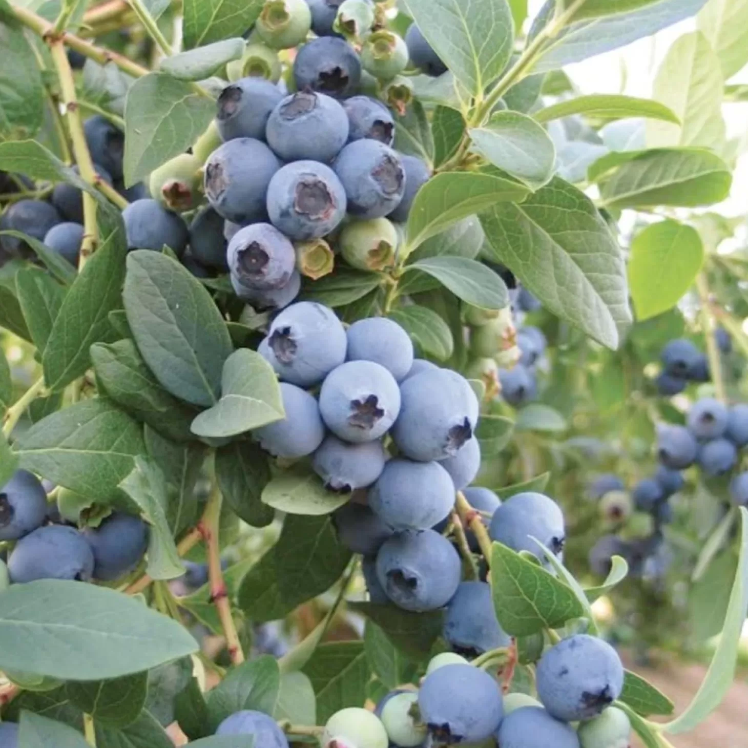 Landscape Plants>Roger's Gardens Bountiful Blue Blueberry® - 2 Gallon