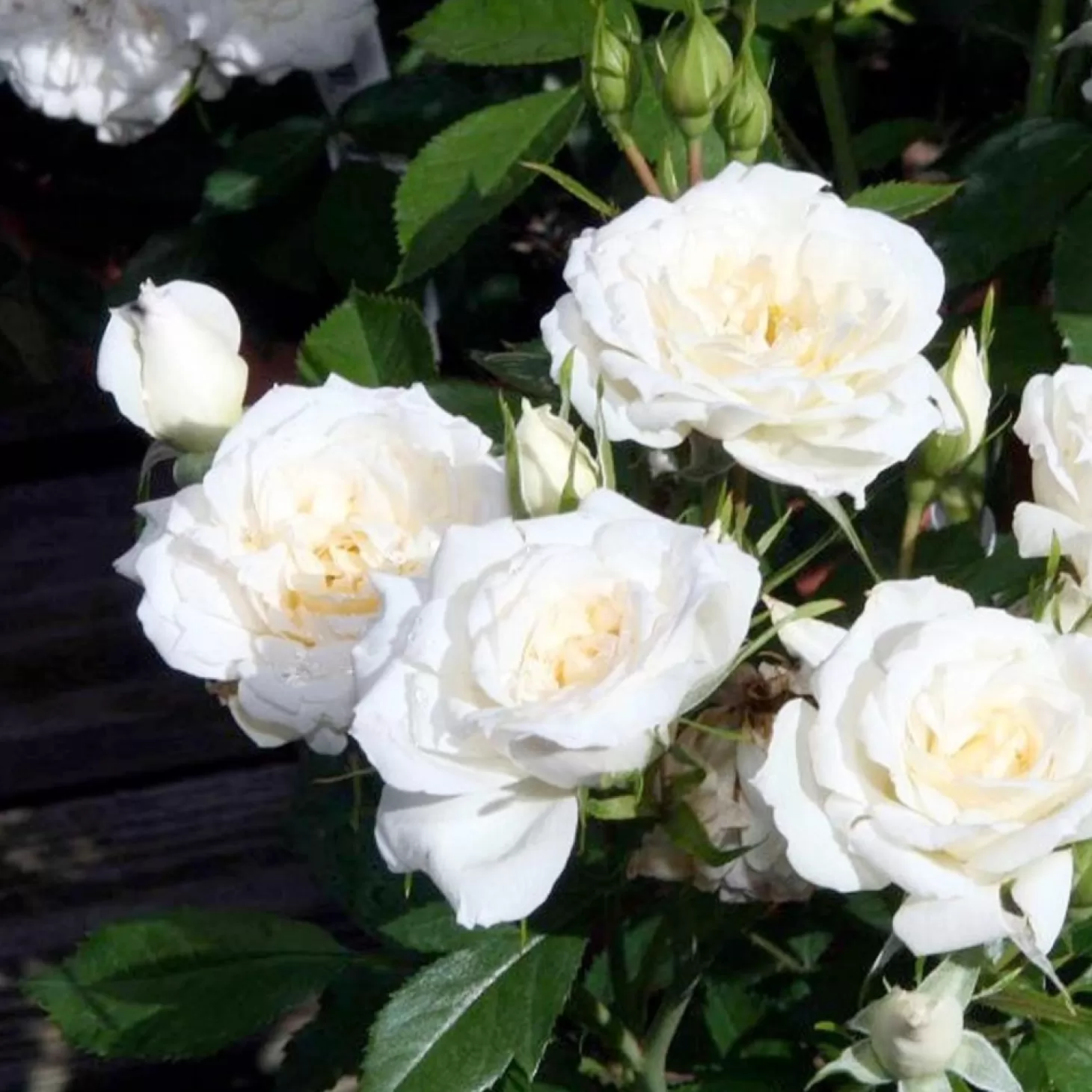 Roses>Roger's Gardens Bridal Sunblaze - 3 Gallon