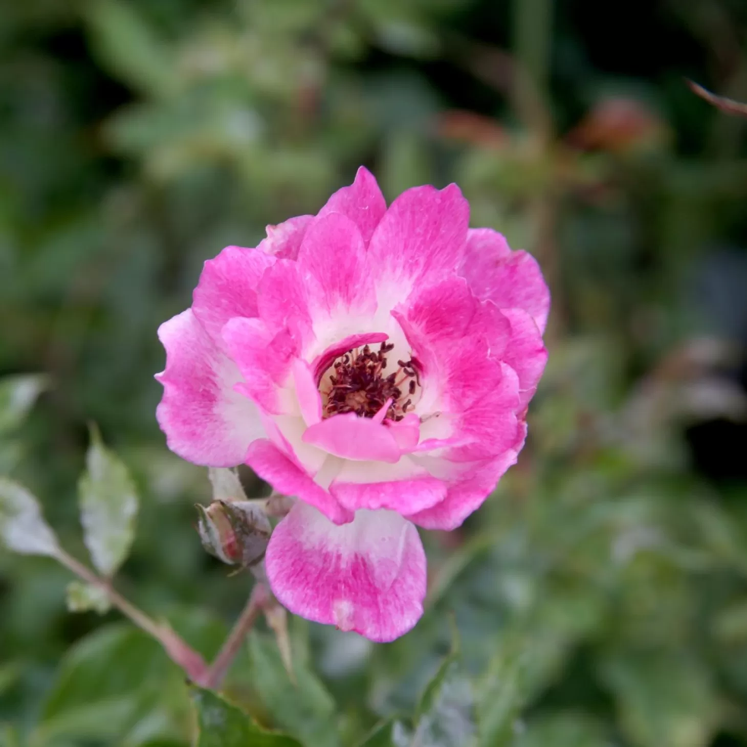 Roses>Roger's Gardens Brilliant Pink Iceberg - 5 Gallon