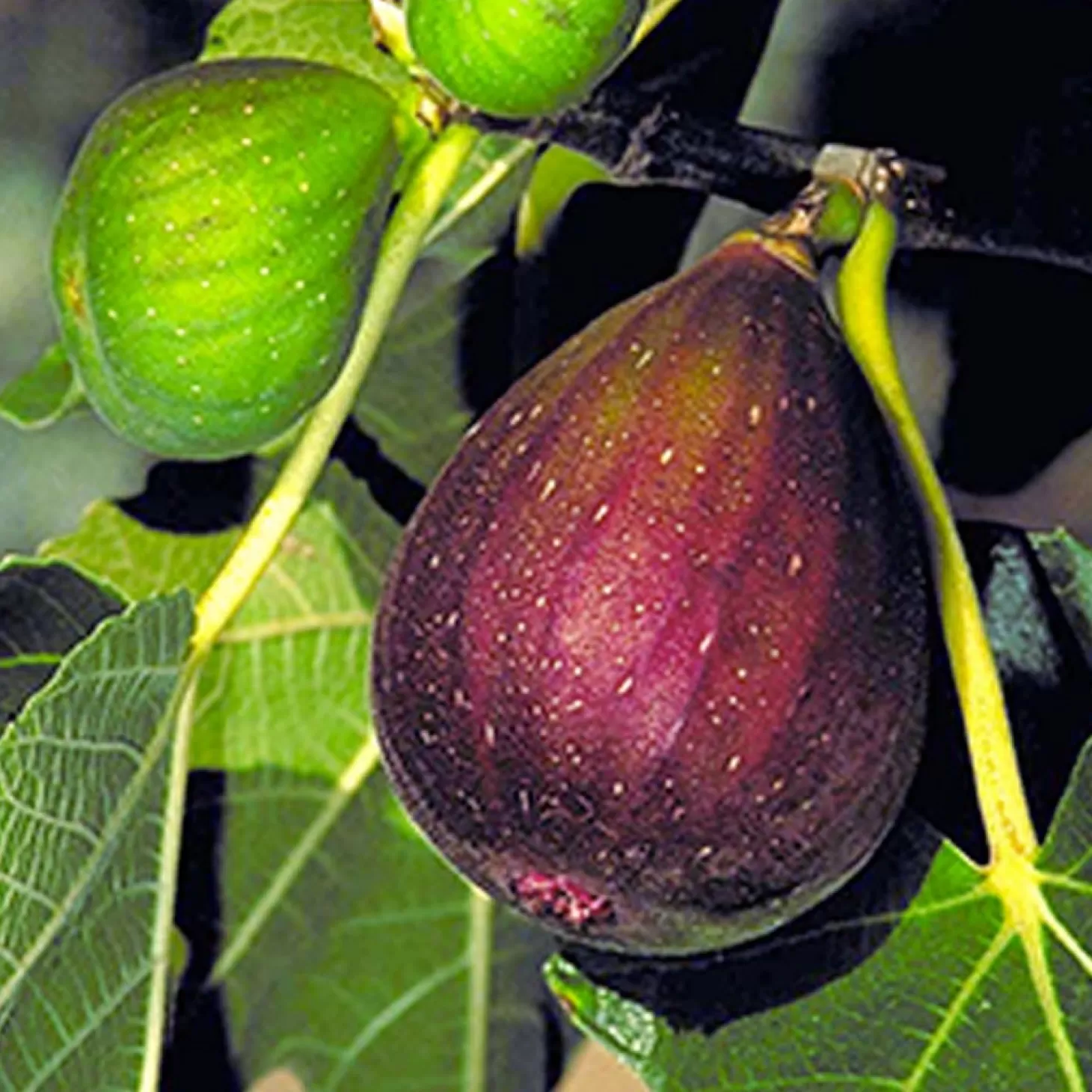 Landscape Plants>Roger's Gardens Brown Turkey Fig - 5 Gallon