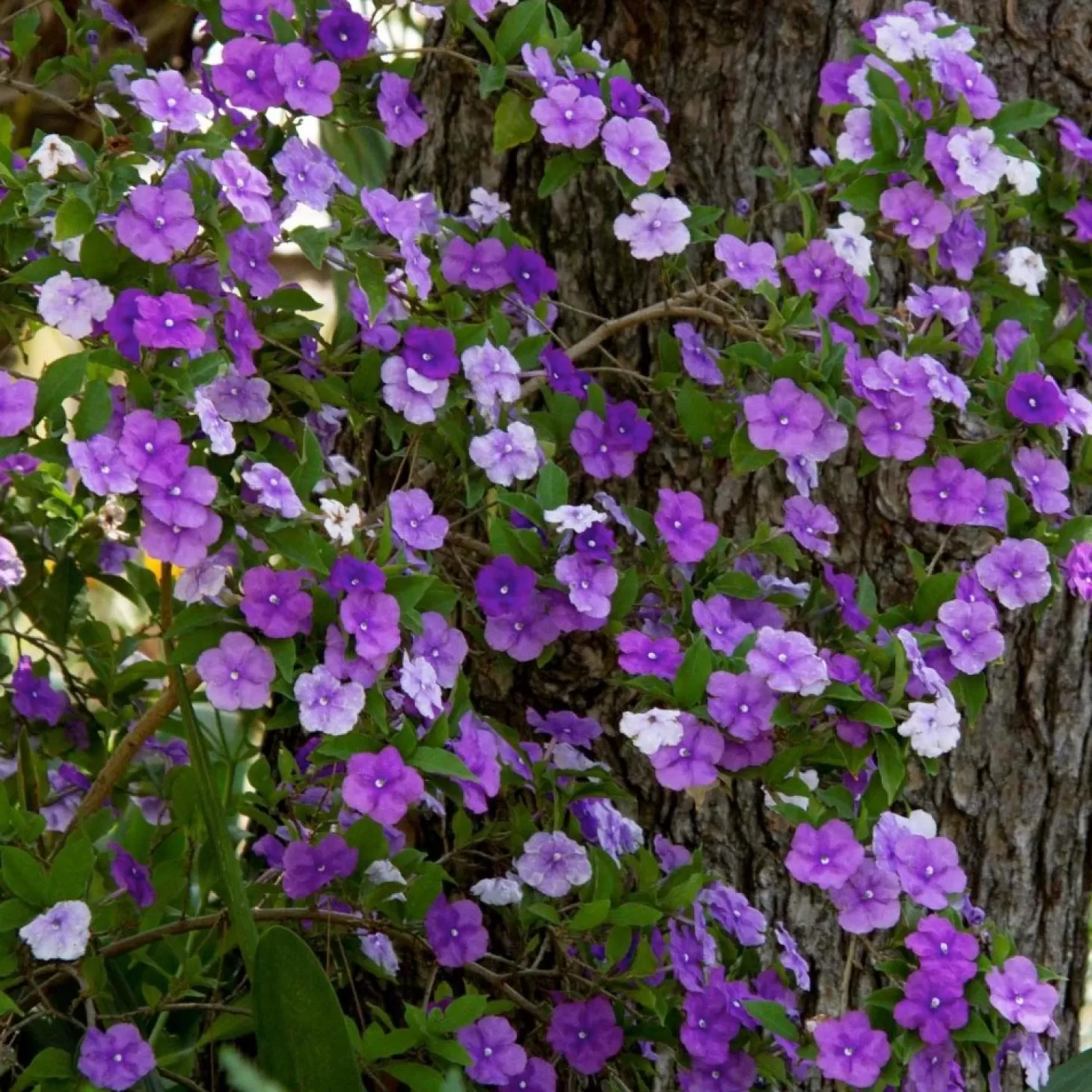 Landscape Plants>Roger's Gardens Brunfelsia Floribunda - Yesterday - Today - Tomorrow - 5 Gallon