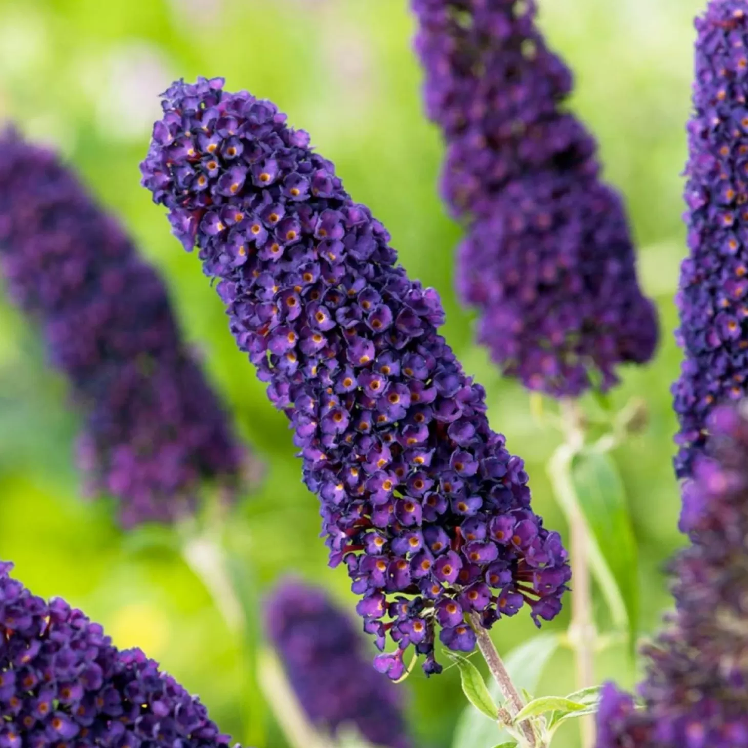 Landscape Plants>Roger's Gardens Buddleja 'Black Knight' - Black Knight Butterfly Bush - 5 Gallon