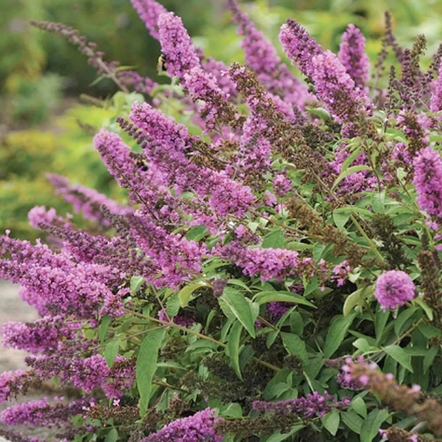 Landscape Plants>Roger's Gardens Buddleja 'Flby Petite Pink'® Pp - Tutti Fruitti Pink Butterfly Bush 2 Gallon