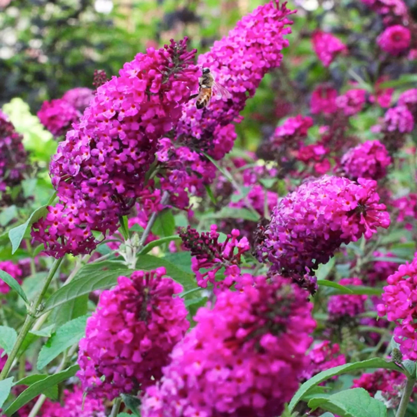 Landscape Plants>Roger's Gardens Buddleja 'Miss Ruby' Pp - Butterfly Bush - 2 Gallon