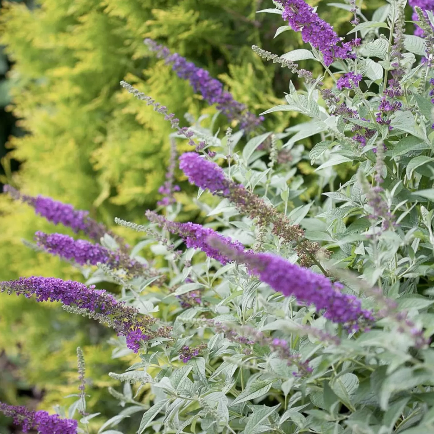 Landscape Plants>Roger's Gardens Buddleja 'Miss Violet' Pp - Butterfly Bush - 2 Gallon