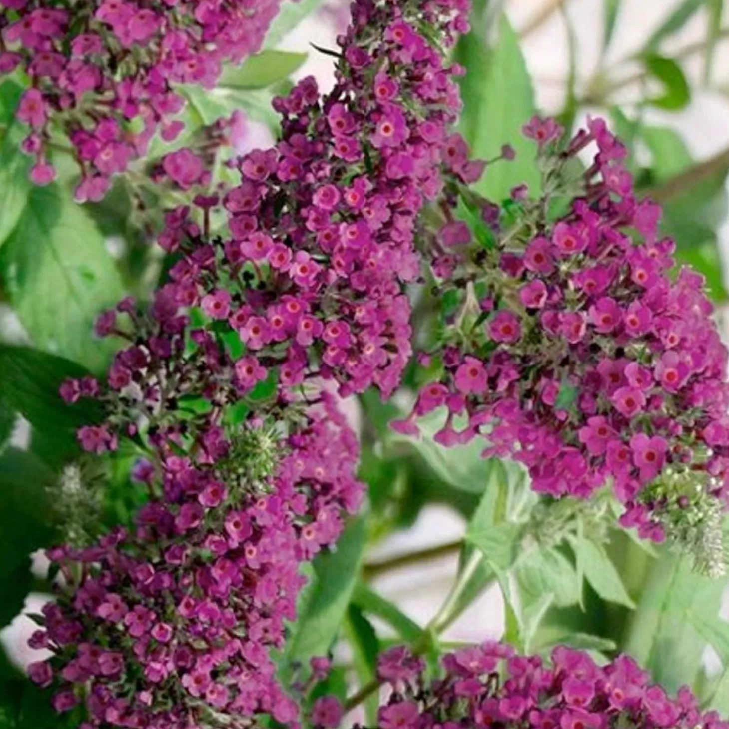 Landscape Plants>Roger's Gardens Buddleja 'summer Sips'® Pp - Butterfly Bush - 2 Gallon