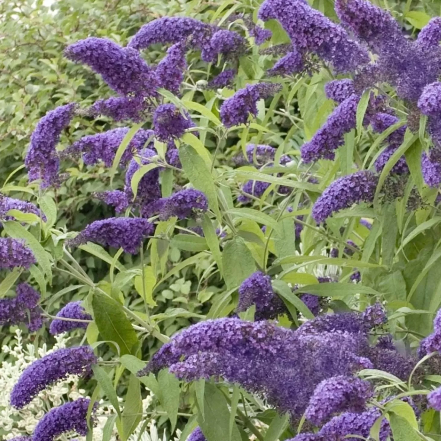 Landscape Plants>Roger's Gardens Buddleja 'True Blue' Pp - Butterfly Bush - 2 Gallon