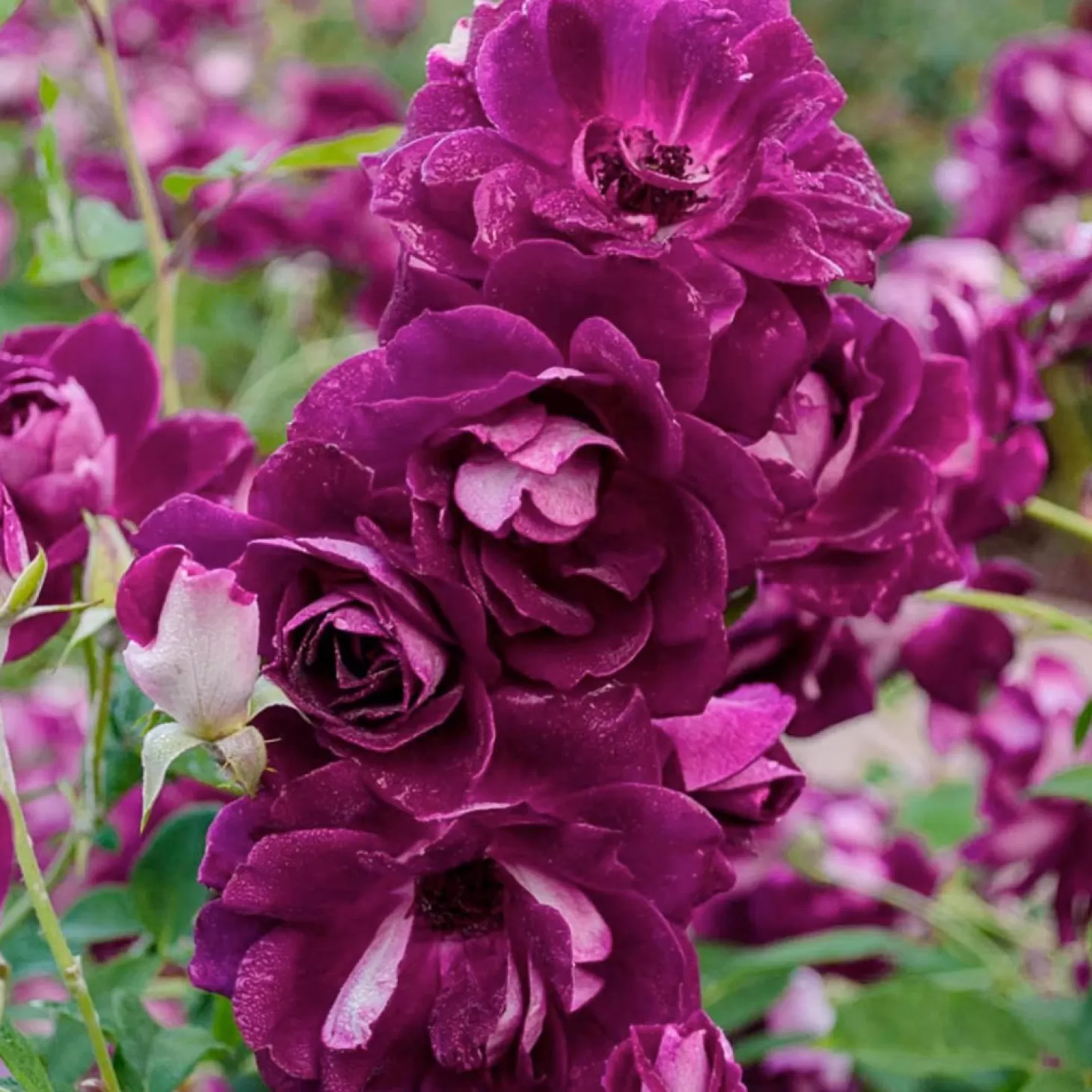 Roses>Roger's Gardens Burgundy Iceberg - 1 Gallon