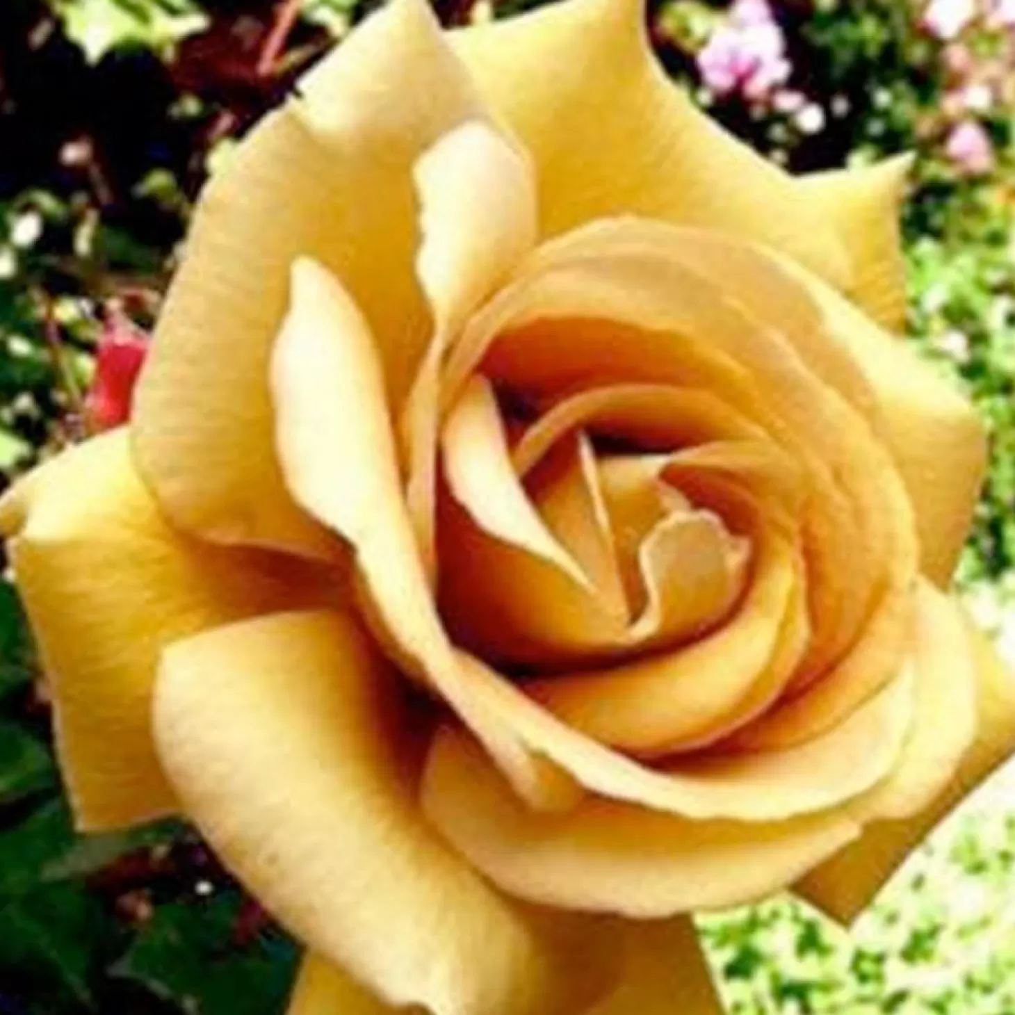 Roses>Roger's Gardens Butterscotch - 5 Gallon Stk