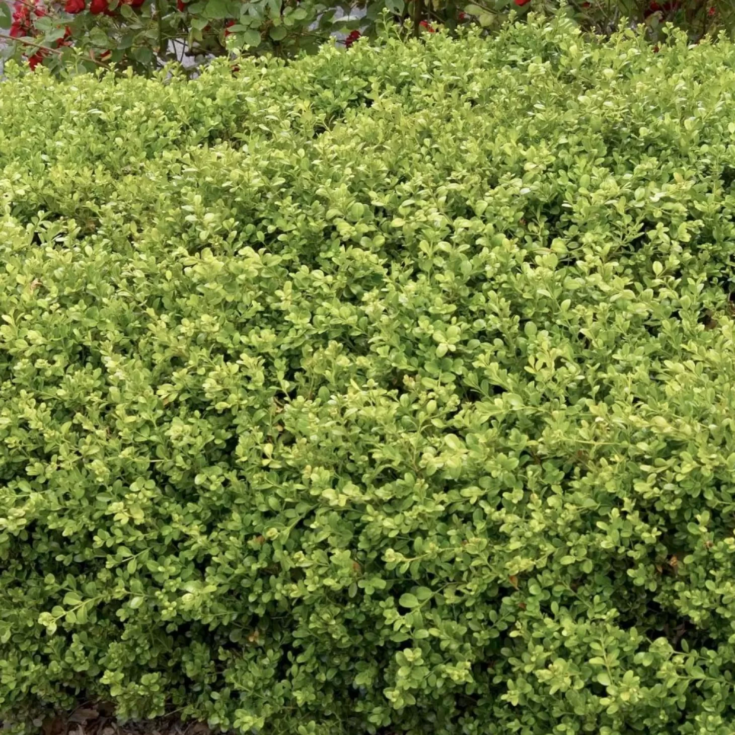 Landscape Plants>Roger's Gardens Buxus 'Green Beauty' - Green Beauty Boxwood - 2 Gallon