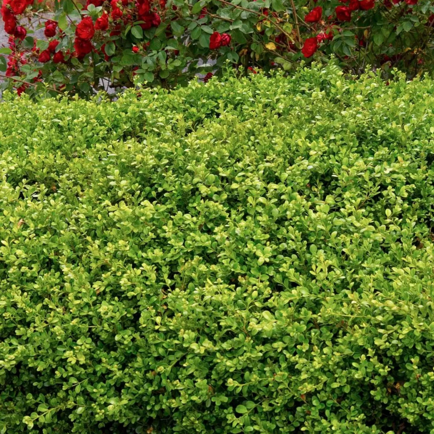 Landscape Plants>Roger's Gardens Buxus 'Green Beauty' - Green Beauty Boxwood - 5 Gallon