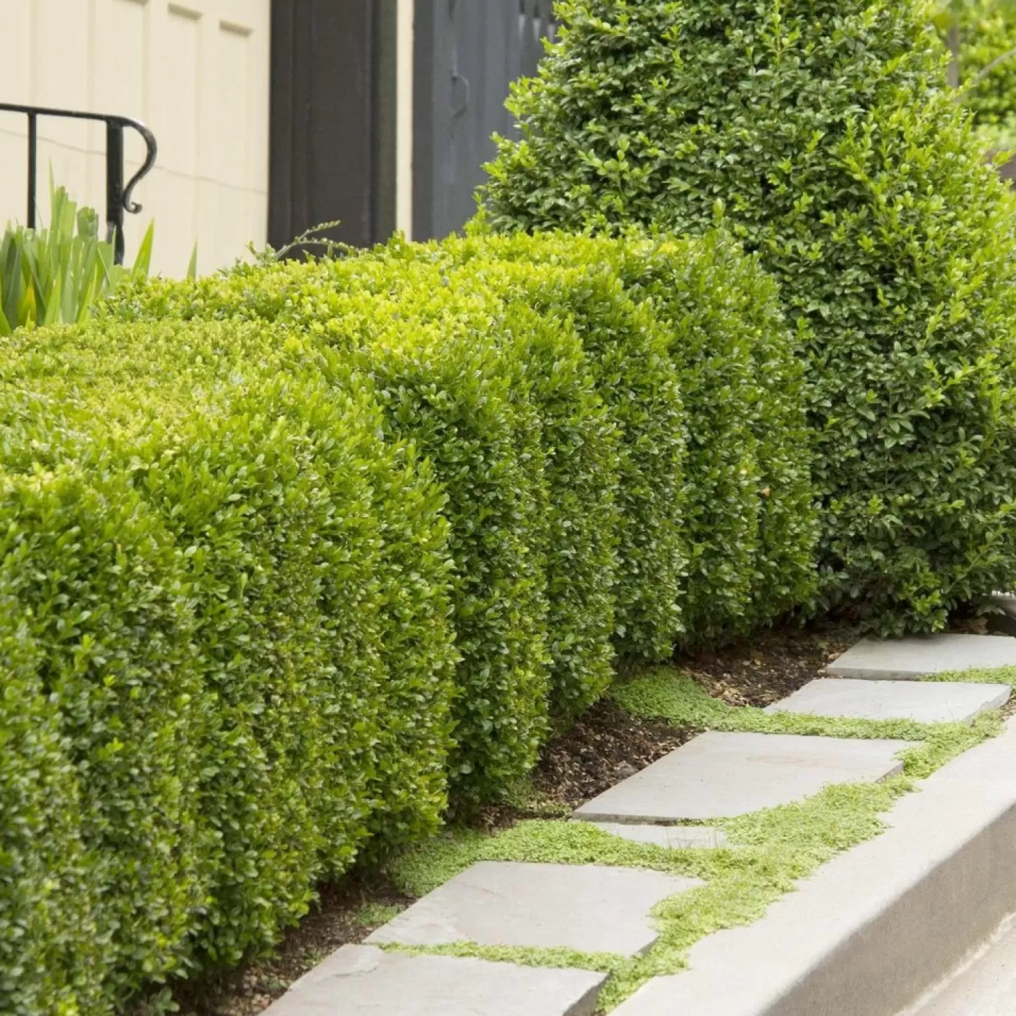 Landscape Plants>Roger's Gardens Buxus 'Green Mountain'