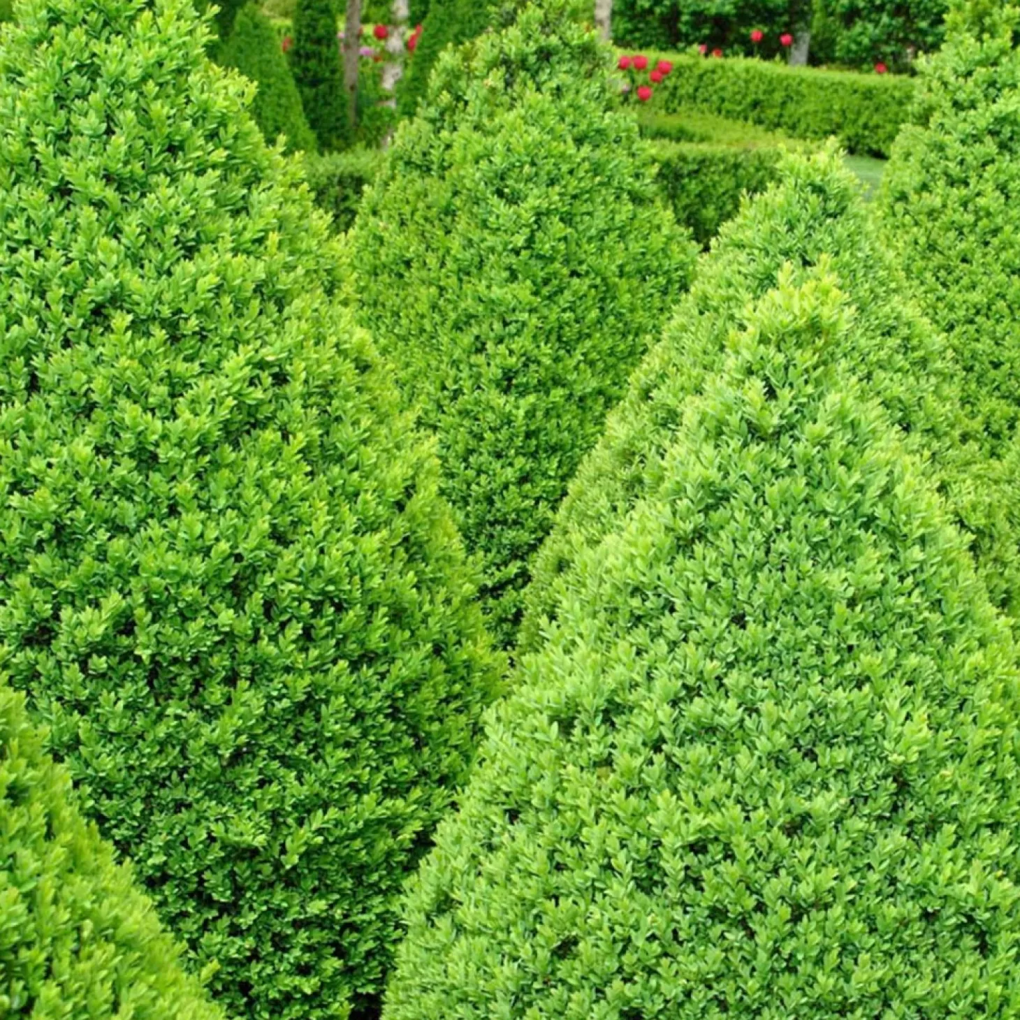 Landscape Plants>Roger's Gardens Buxus 'Green Mountain' - Green Mountain Boxwood - 2 Gallon